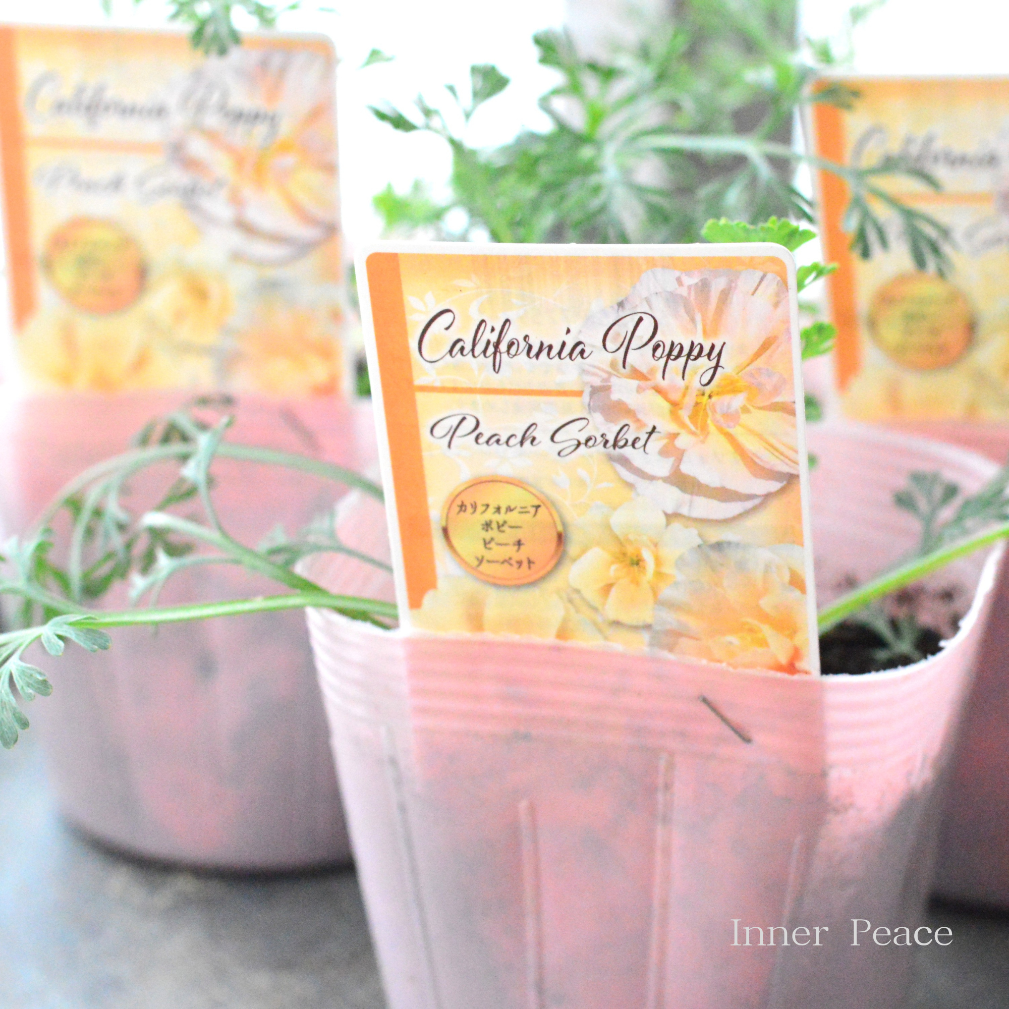 【見元さん】 ポピー 『ピーチソーベット』 植え込み用 3寸POT