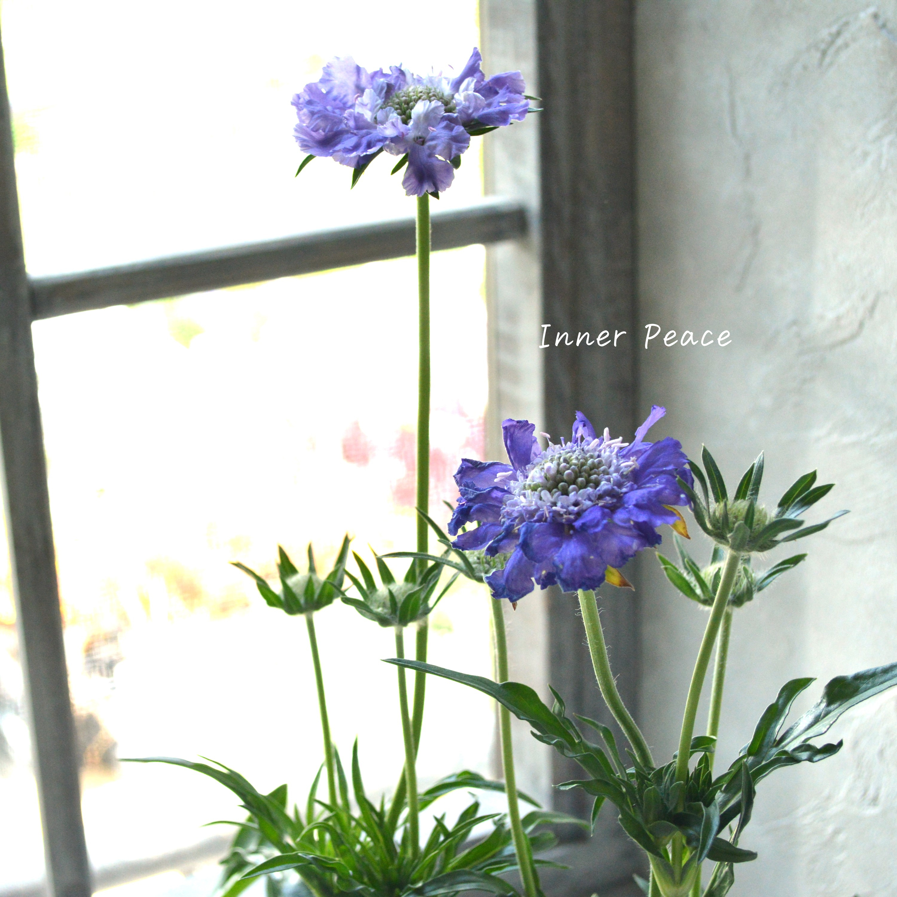 【大輪】 スカビオサ 『ファーマ・ブルー』 3.5寸POT