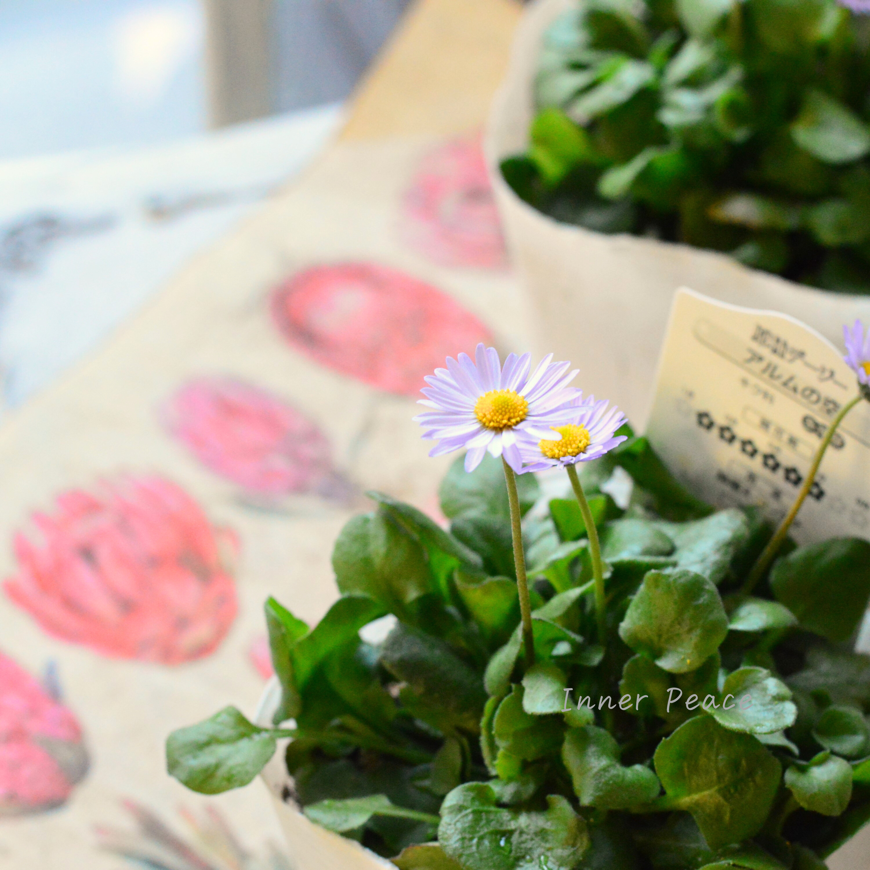 【かわいい】 イングリッシュデージー 『アルムの空』 3寸~3.5寸POT