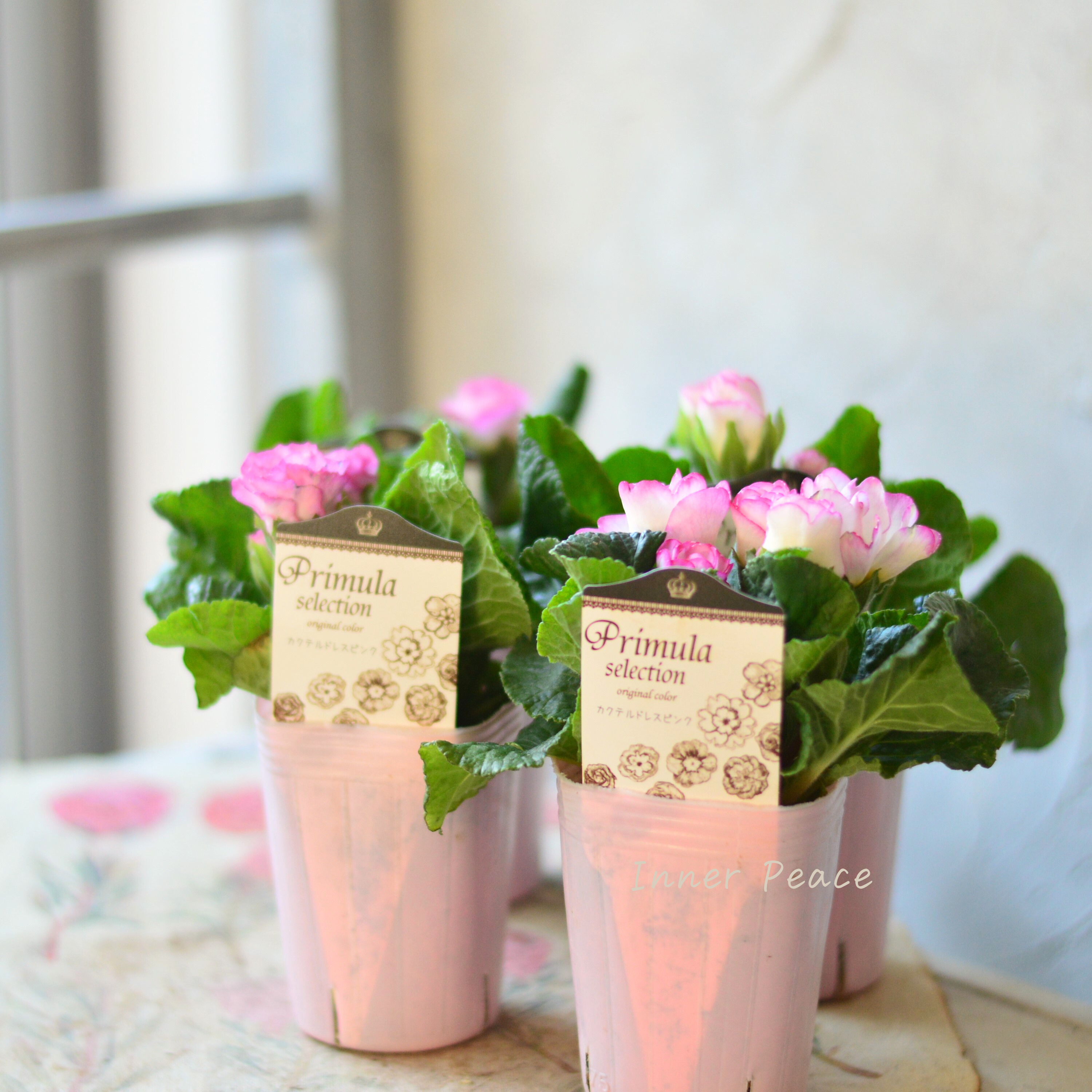 【k-plantsさん】 バラ咲き プリムラ 『カクテルドレス・ピンク』 2.5寸ロングPOT