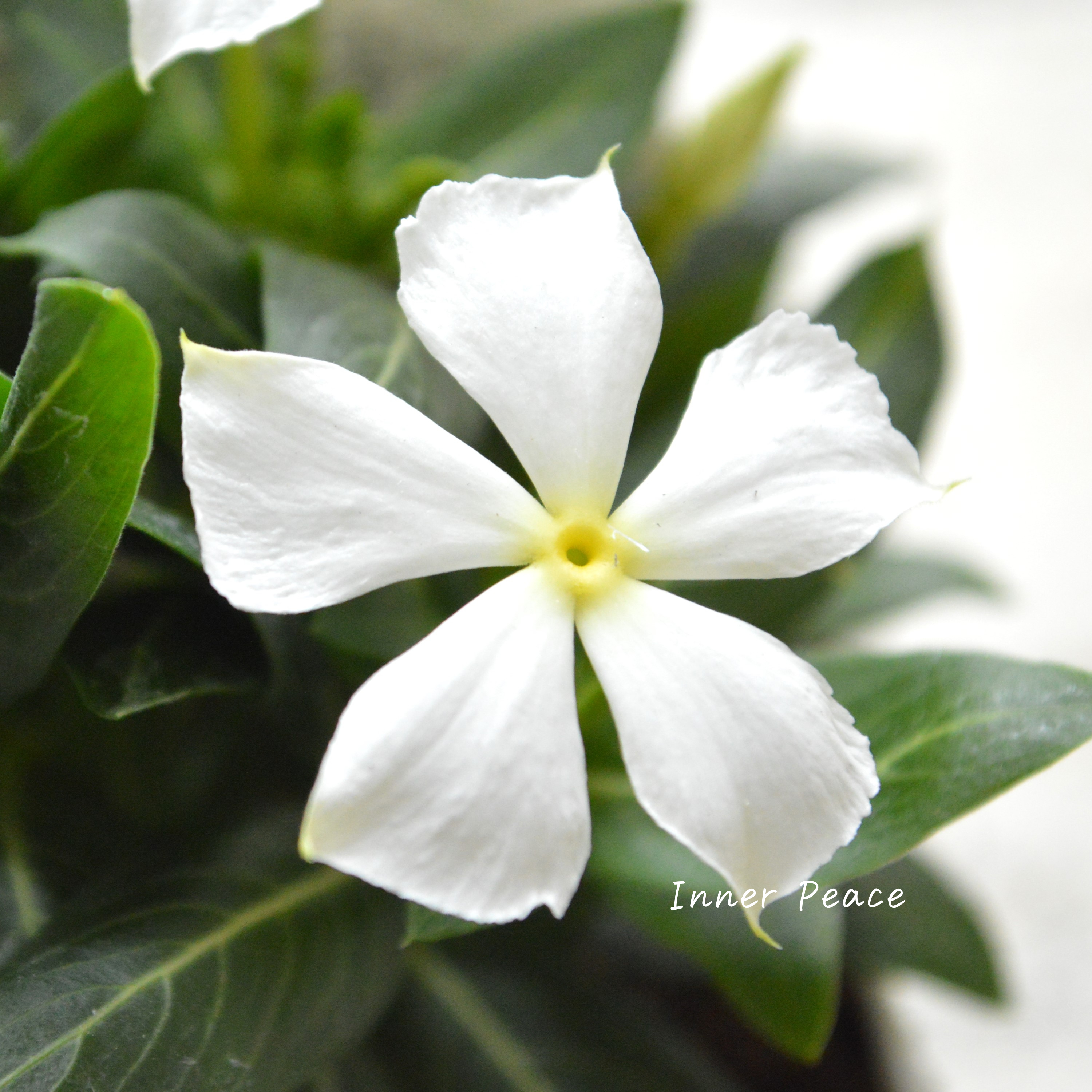 【北島園芸さん】 ニチニチソウ 『しらゆきひめ』 3.5寸POT