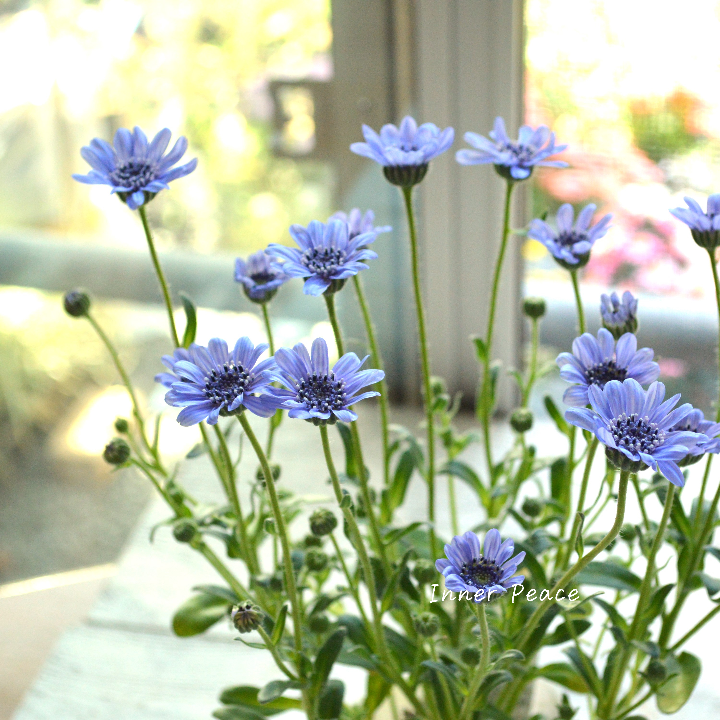 【美しい】 フェリシア 『スプリングメルヘン・ブルー』 3寸POT