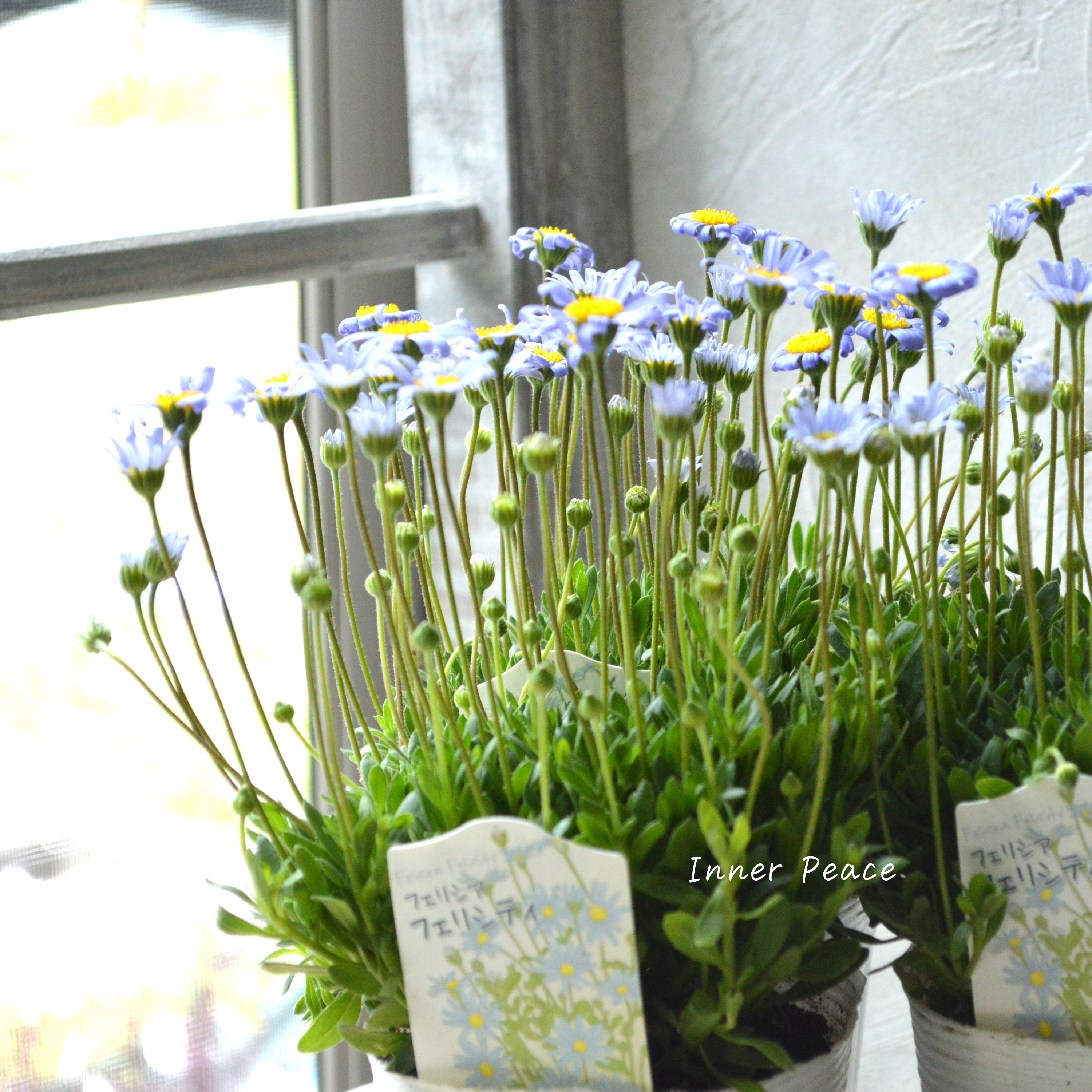 【美しい】 フェリシア 『フェリシティブルー』 3寸POT