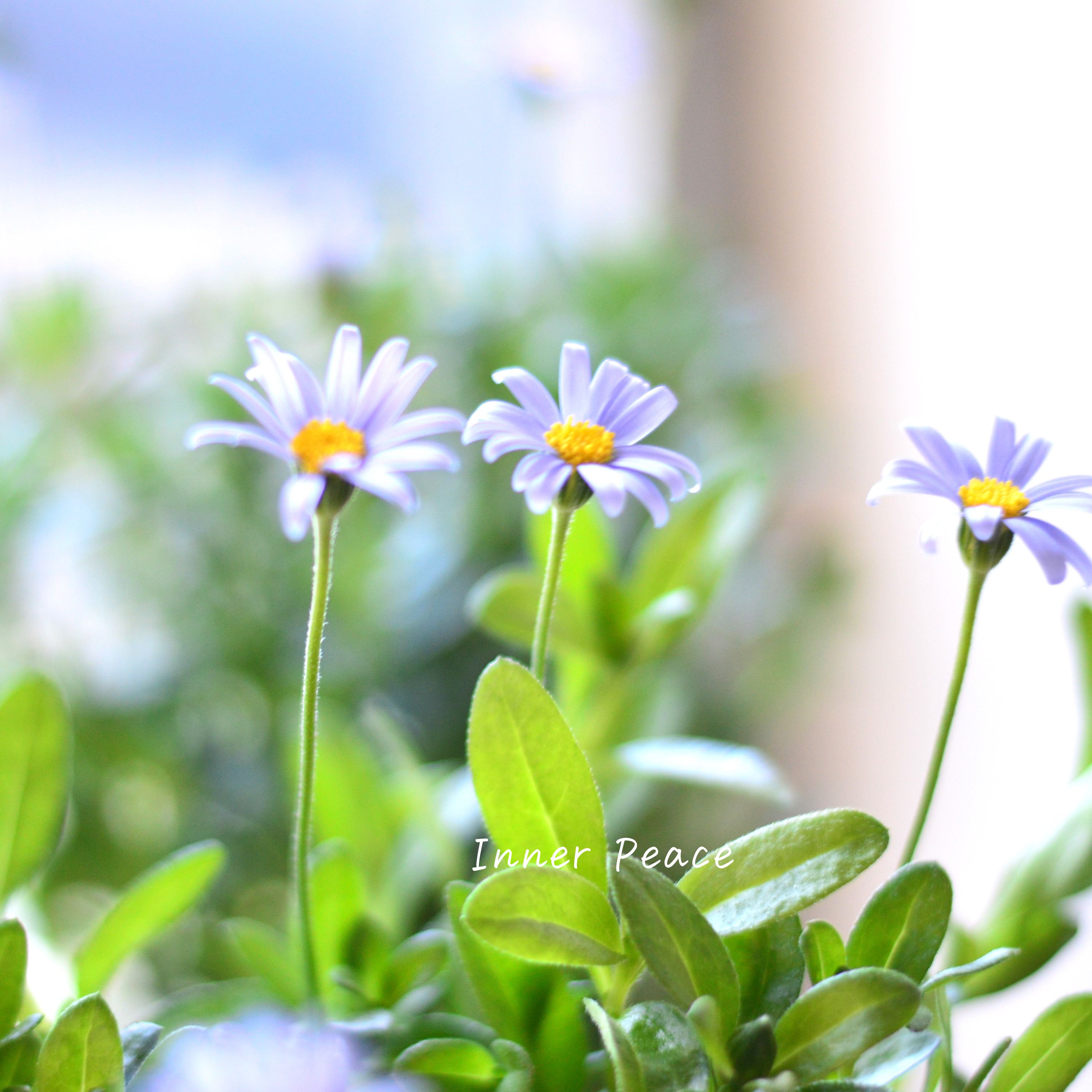 【美しい】 フェリシア 『フェリシティブルー』 3寸POT