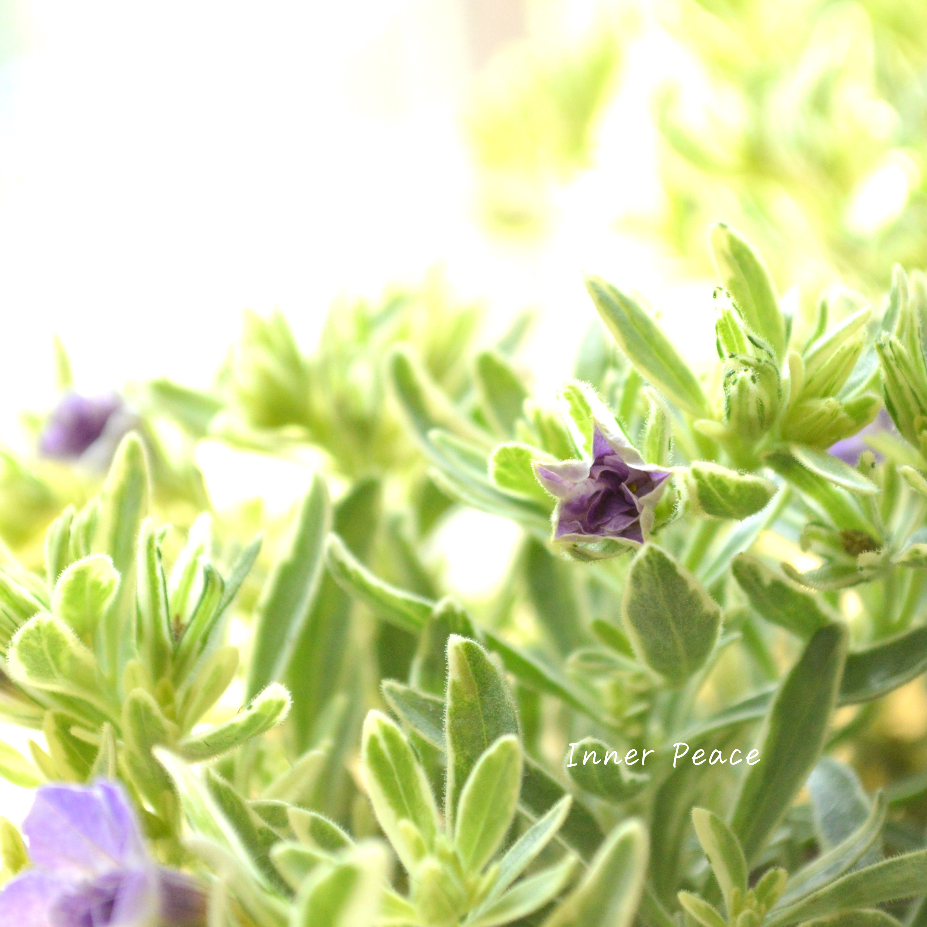 【斑入り】 Sale! カリブラコア 『ボンヌユムール・マジックパープル』 2.5寸POT