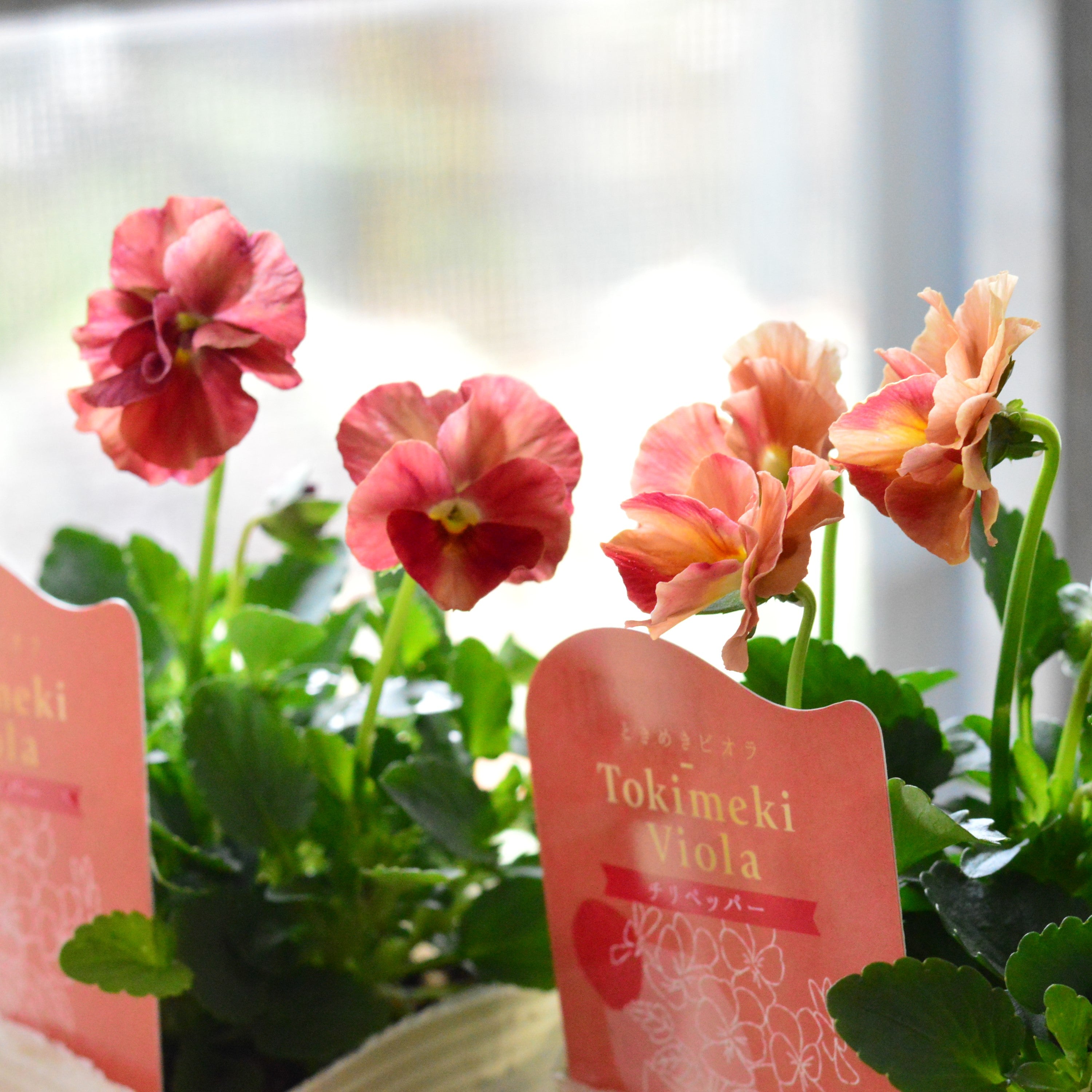 【奥田園芸さん】 ときめきビオラ 『チリペッパー』 3.5寸POT