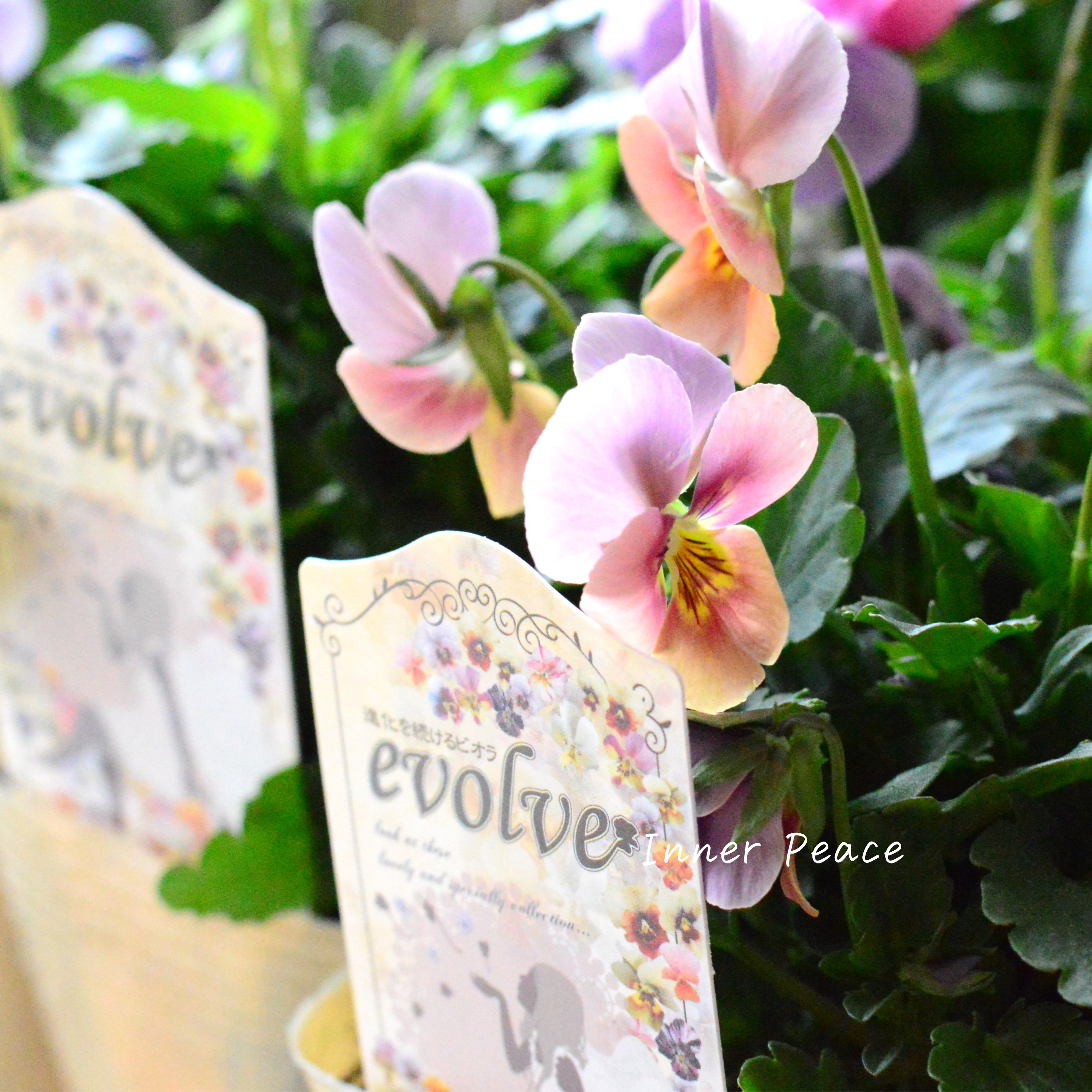 【美しい】 ビオラ 『evolve ~エボルベ~』 3.5寸POT