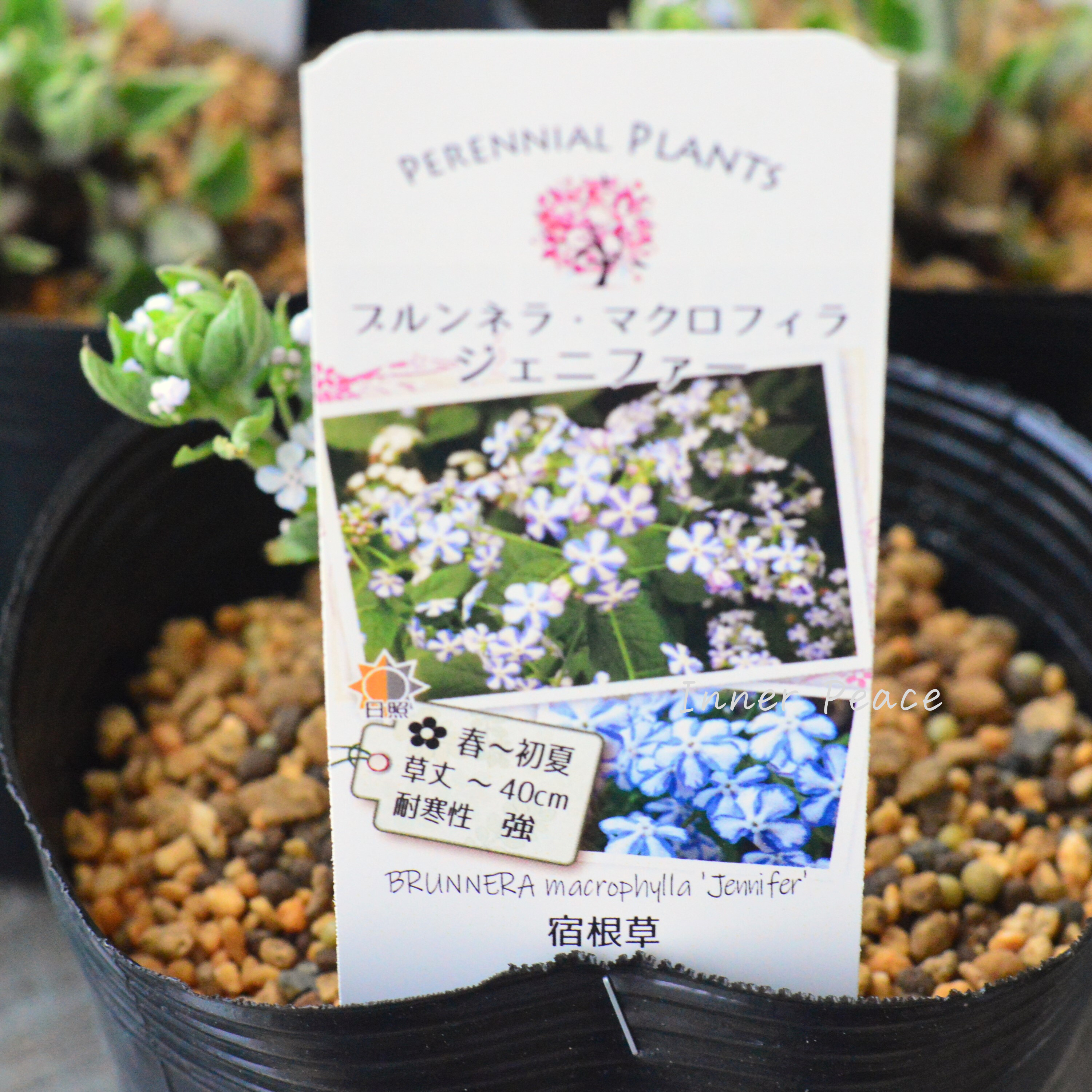 【宿根草】 ブルンネラ・マクロフィラ 『ジェニファー』植え込み用 4寸POT