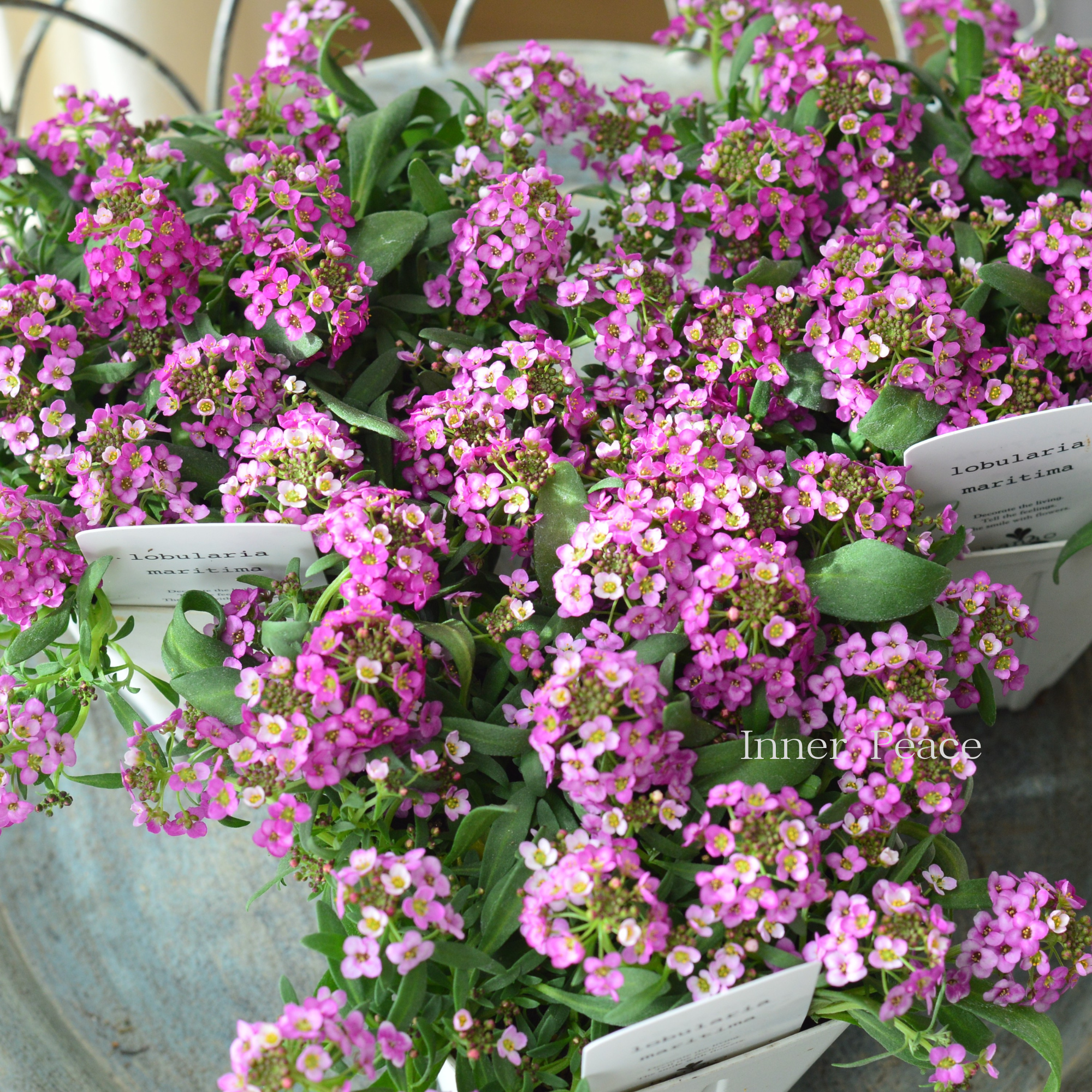 【4本植え】 スイートアリッサム 『ピンク』 3.5寸硬質POT