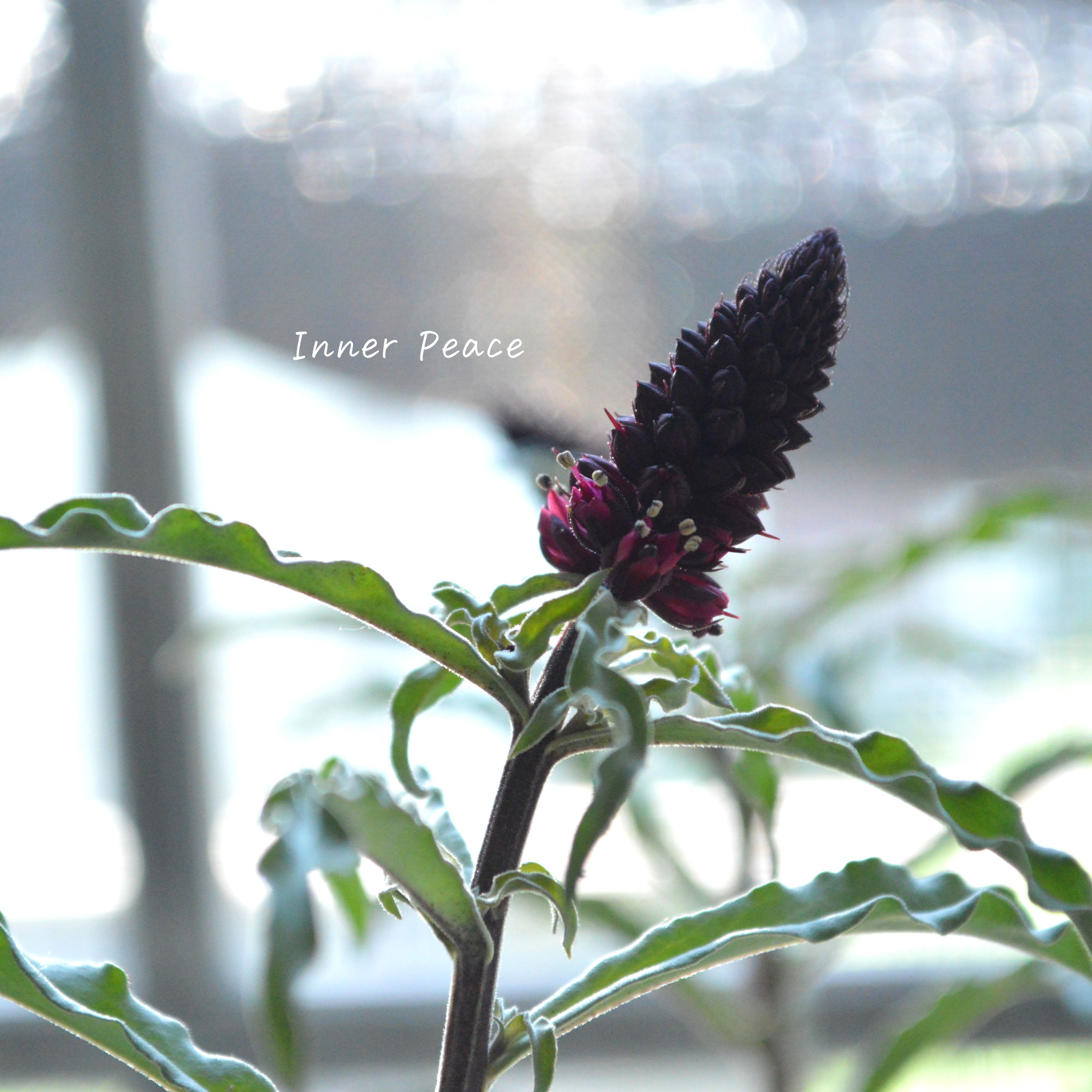 【オシャレ】 リシマキア 『ボジョレー』 3寸POT