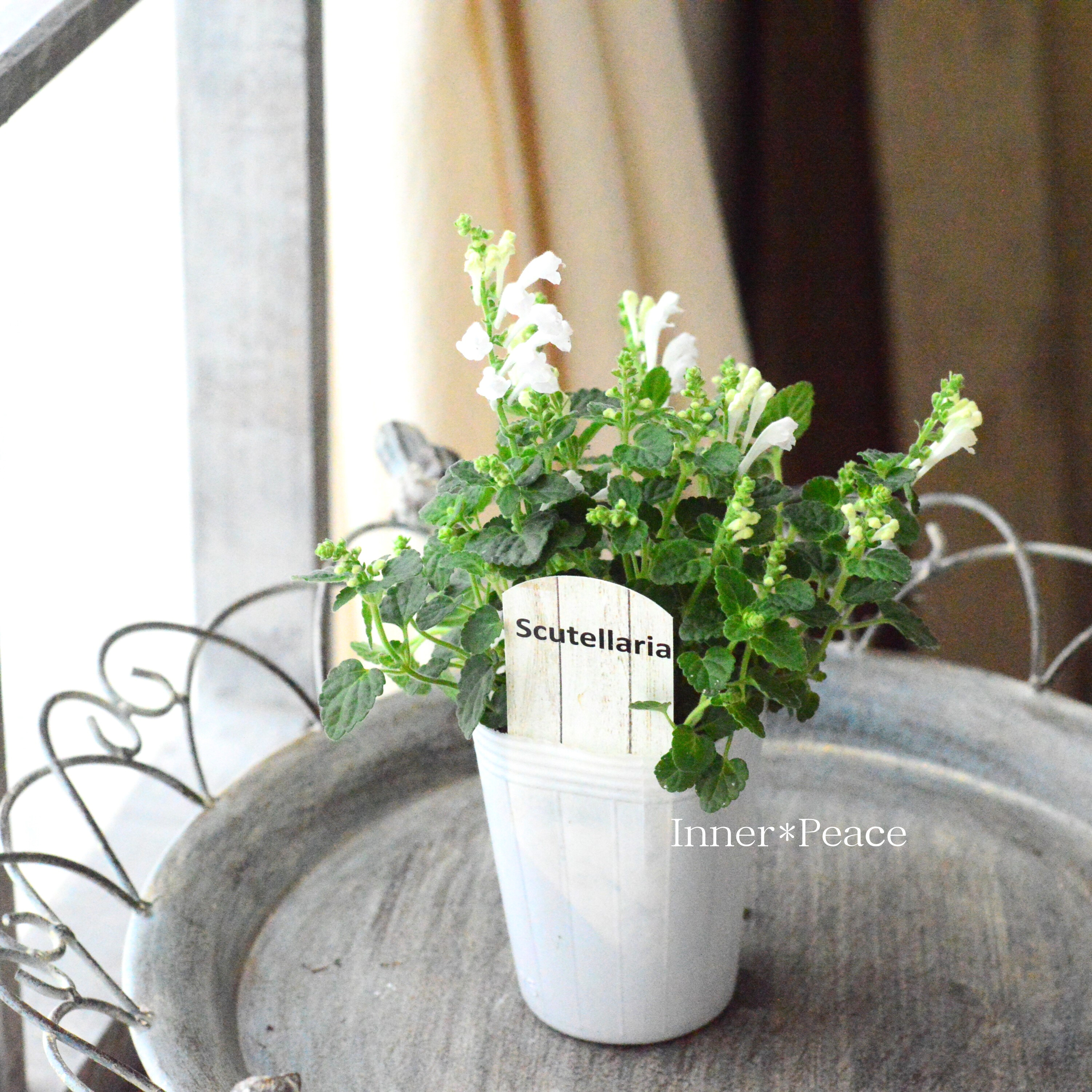 【美しい】 スクテラリア(タツナミソウ) 『ホワイト』 2.5寸POT