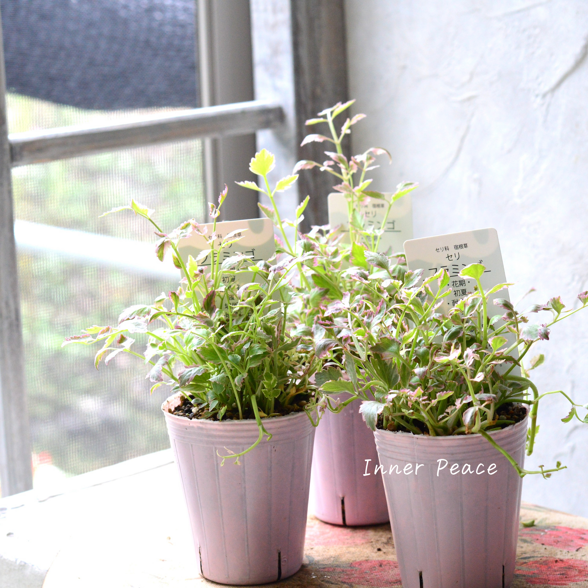 斑入り】 セリ 『フラミンゴ』 2.5寸～3寸POT