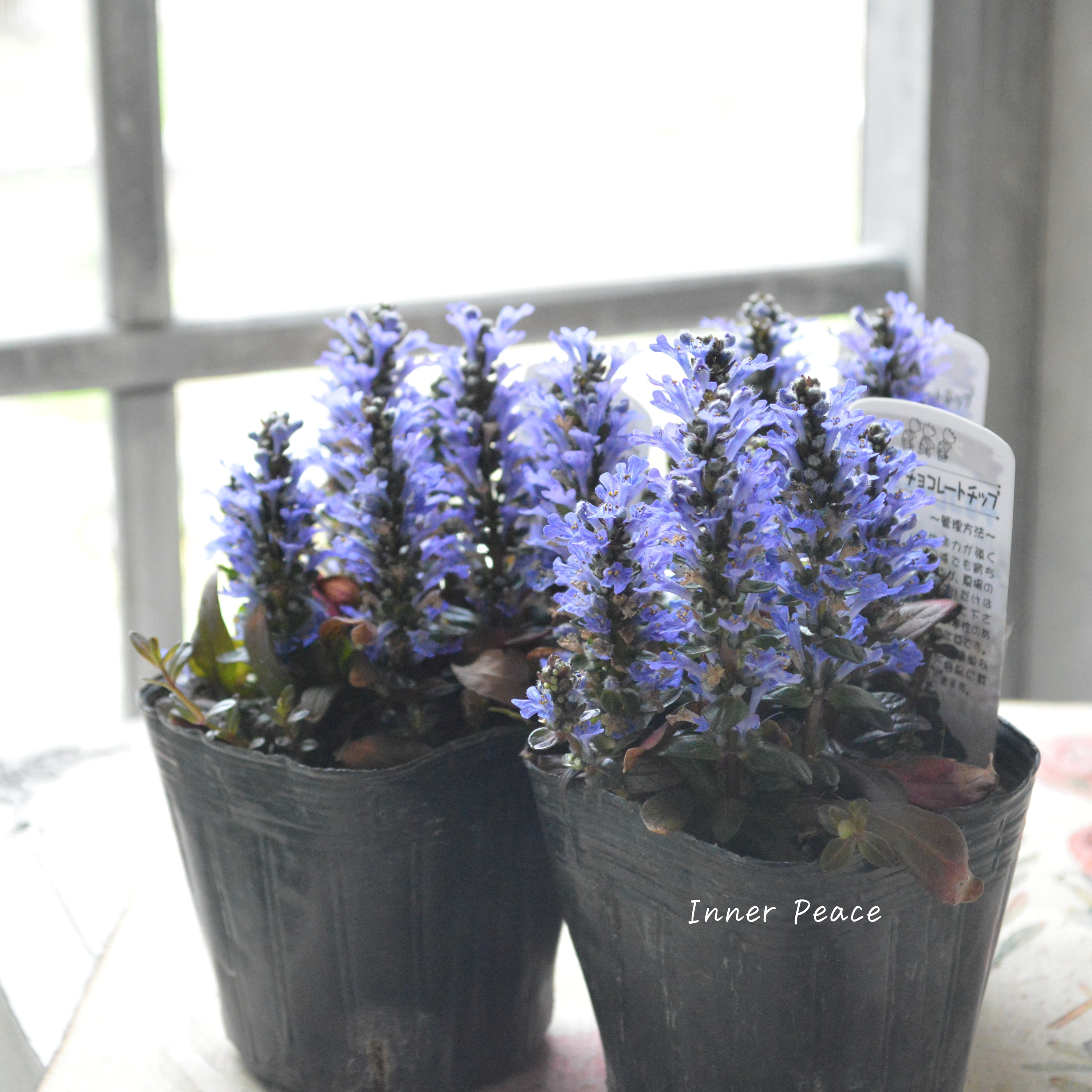 【宿根】 アジュガ 『チョコレートチップ』 2.5寸ロングPOT