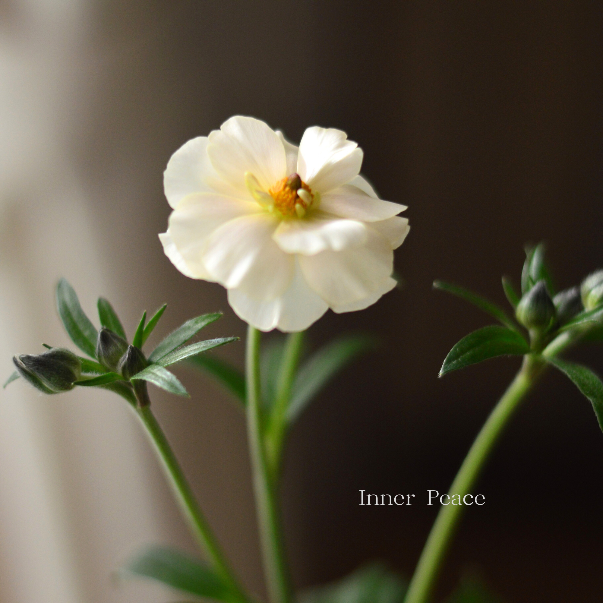 【美しい】 ラナンキュラス・ラックス 『ケラモス』 4寸POT