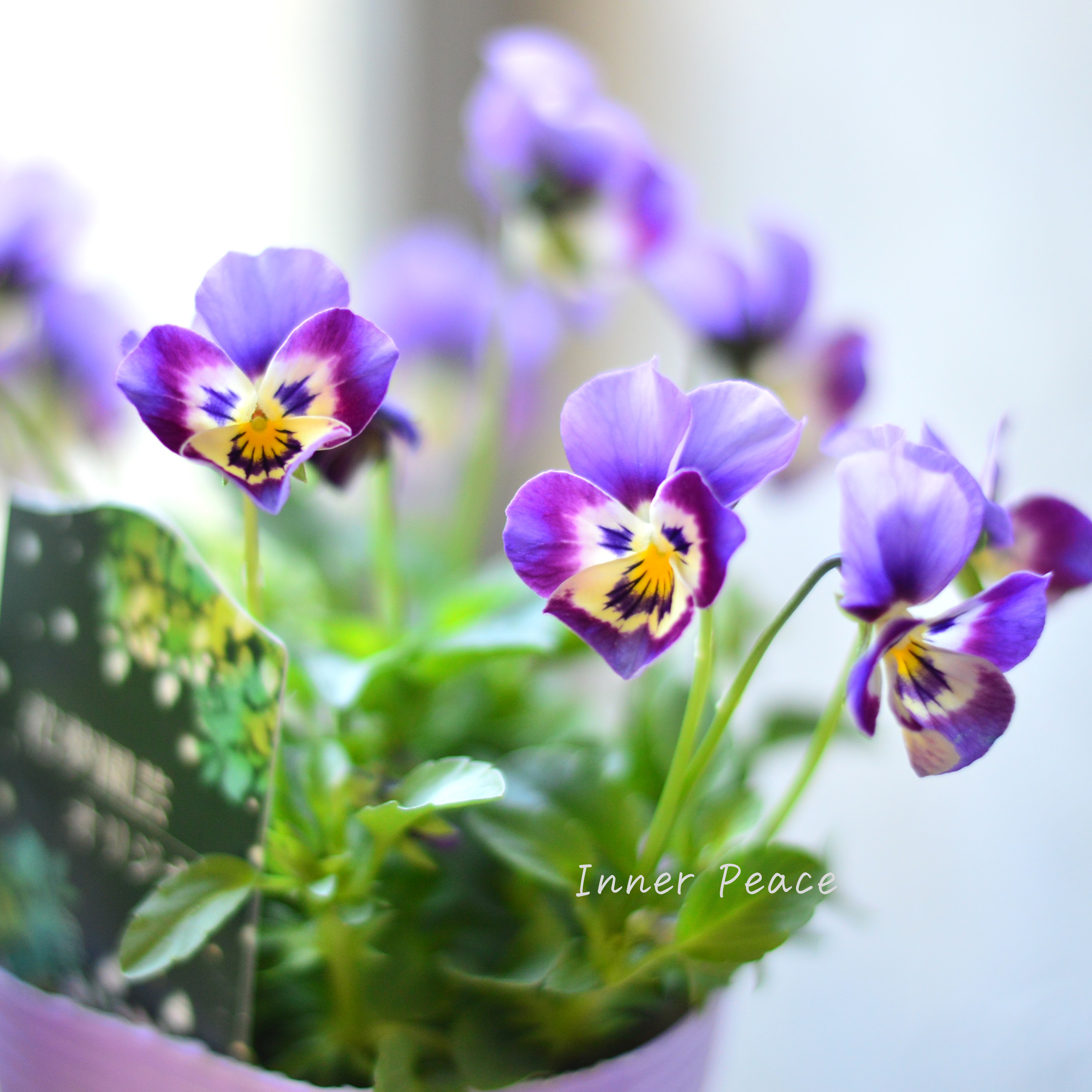 【花夢園芸さん】 ビオラ 『パープル系』 3寸ロングPOT