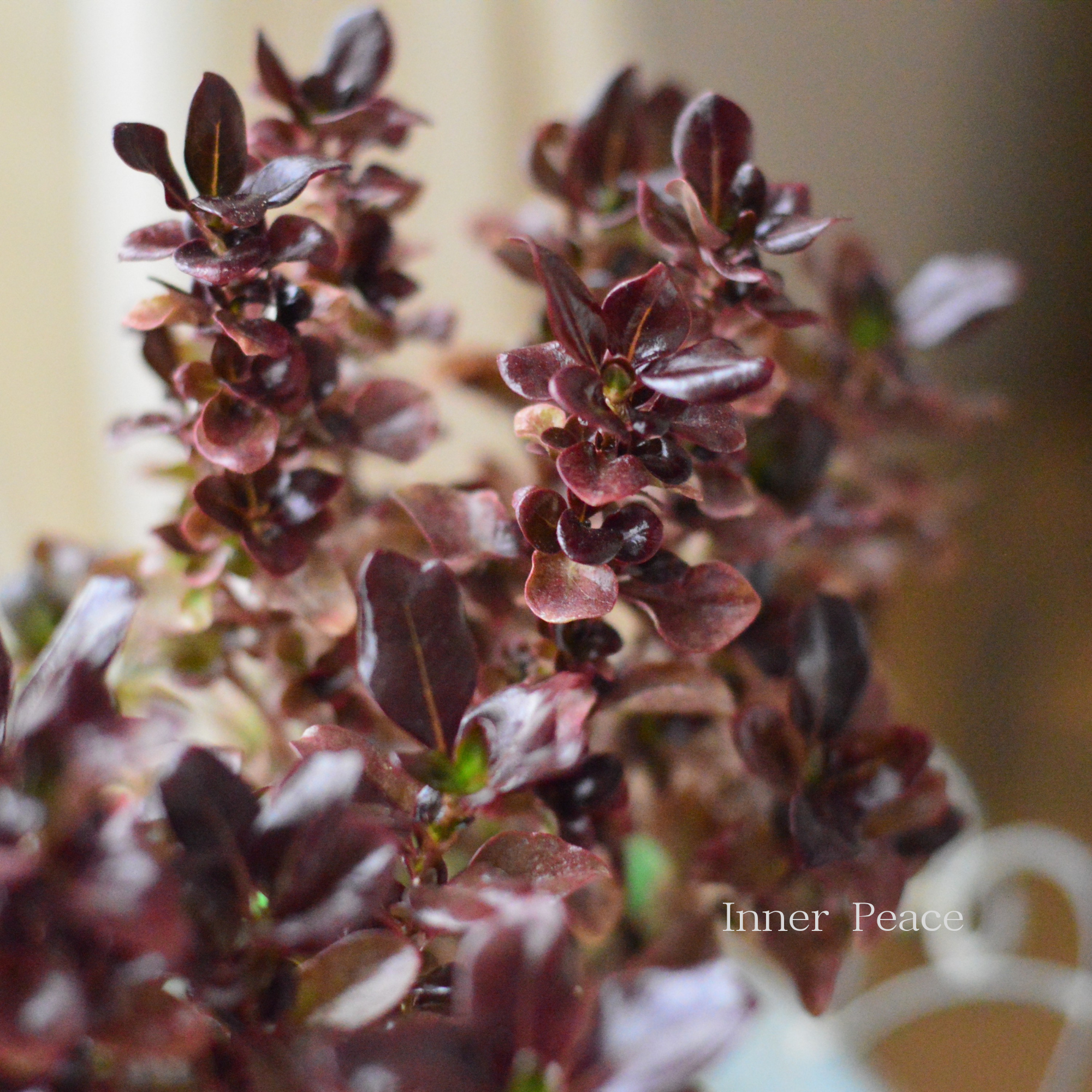 【寄せ植えに】 コプロスマ 『コーヒー』 2.5寸POT