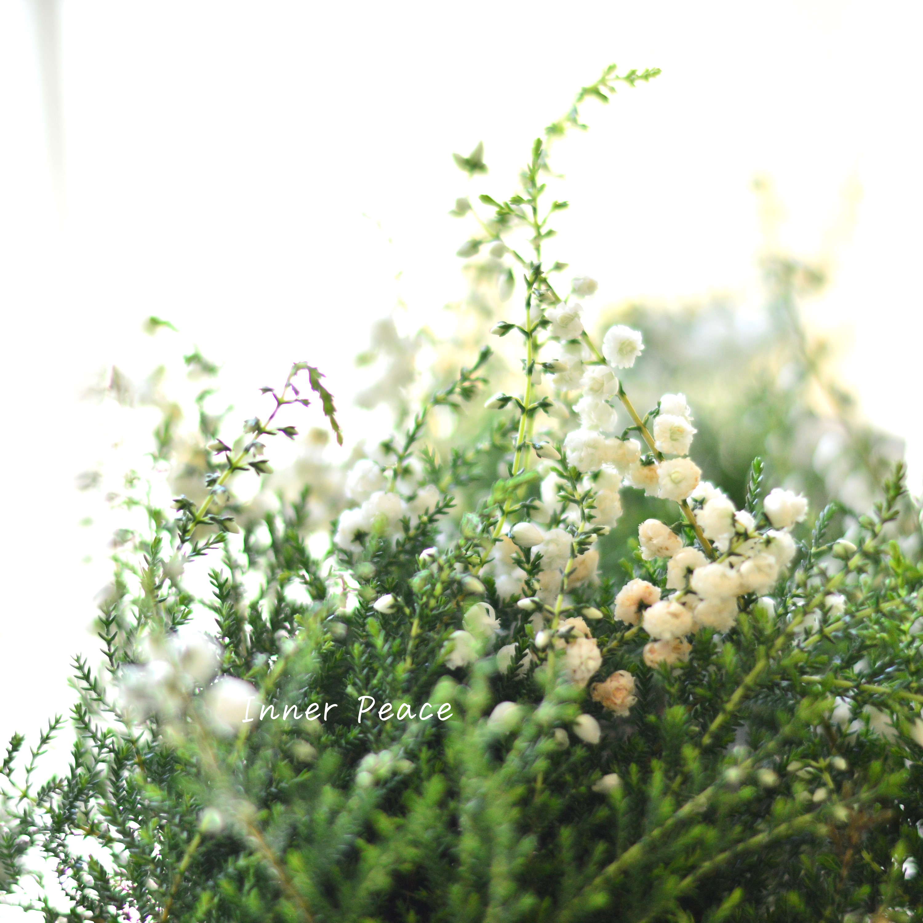 【豪華】 八重咲きカルーナ 『ホワイト』 3寸POT