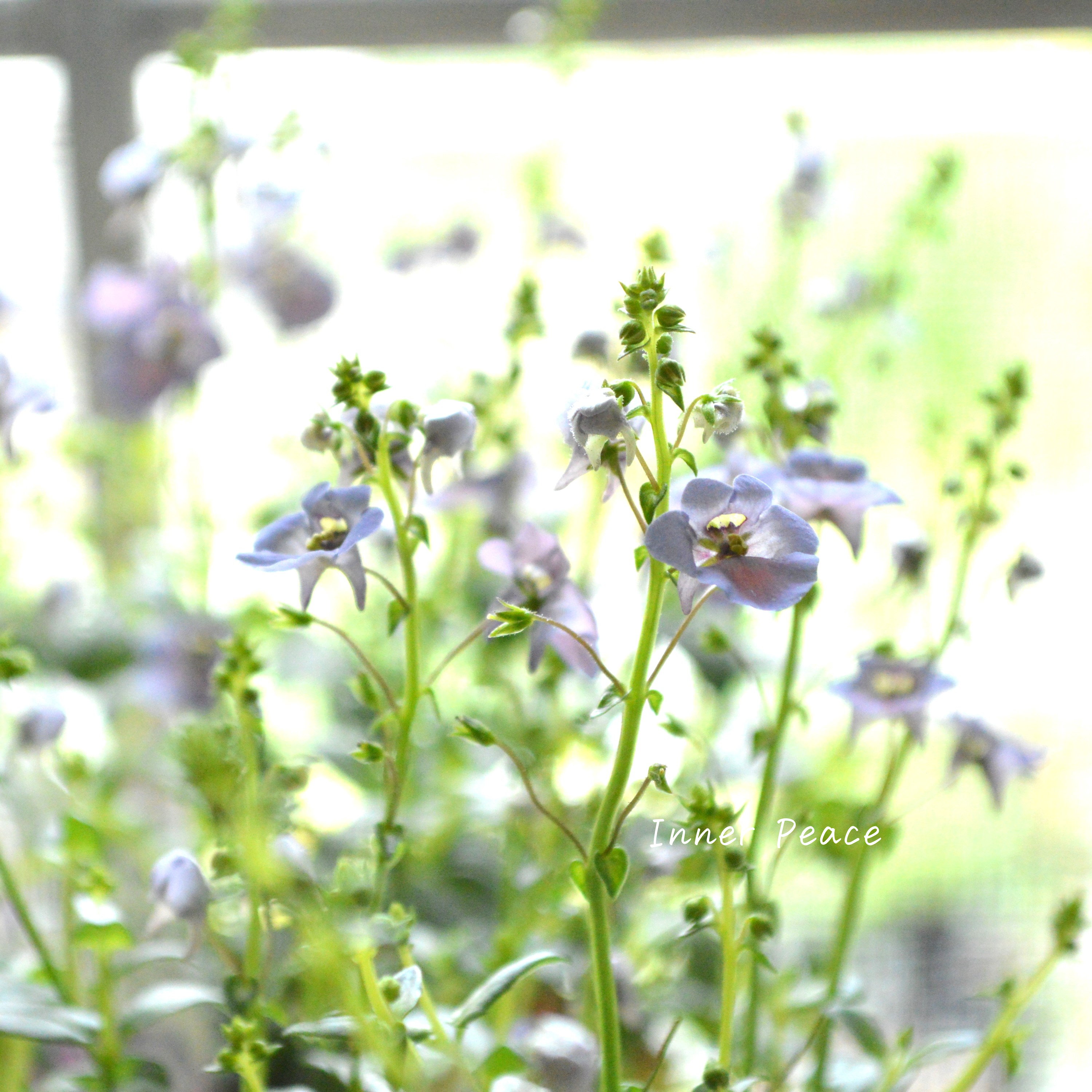 【アンティーク】 ディアスシア 『ダンス・デニム』 3.5寸POT