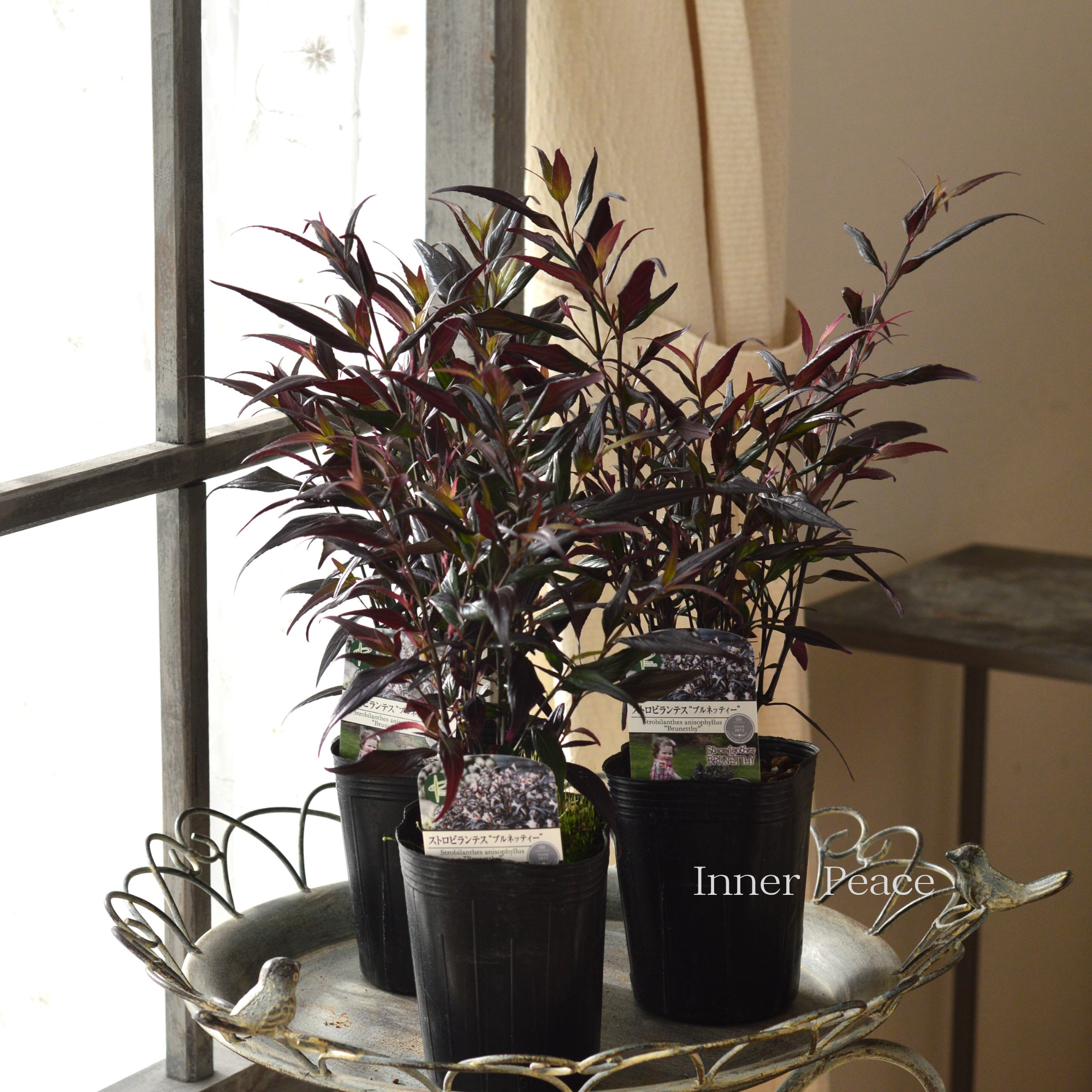 【オシャレ】 ストロビランテス 『ブルネッティー』 3寸POT