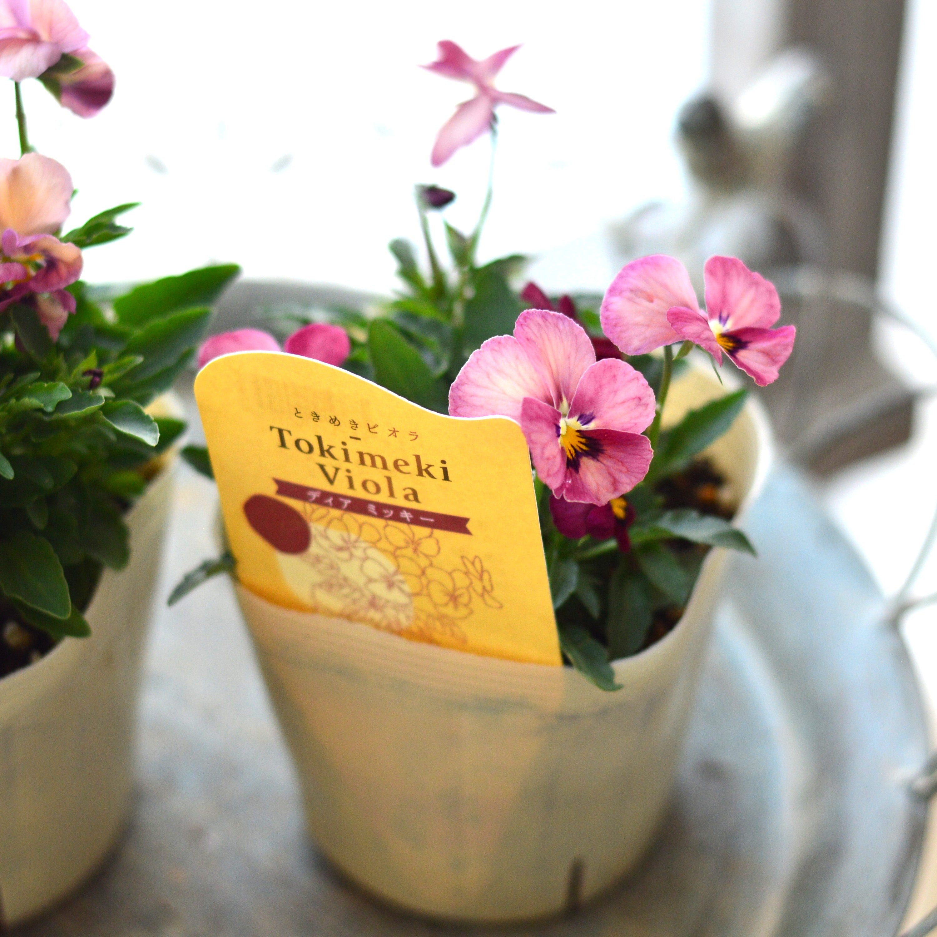 【奥田園芸さん】 ときめきビオラ 『ディアミッキー』 3.5寸POT