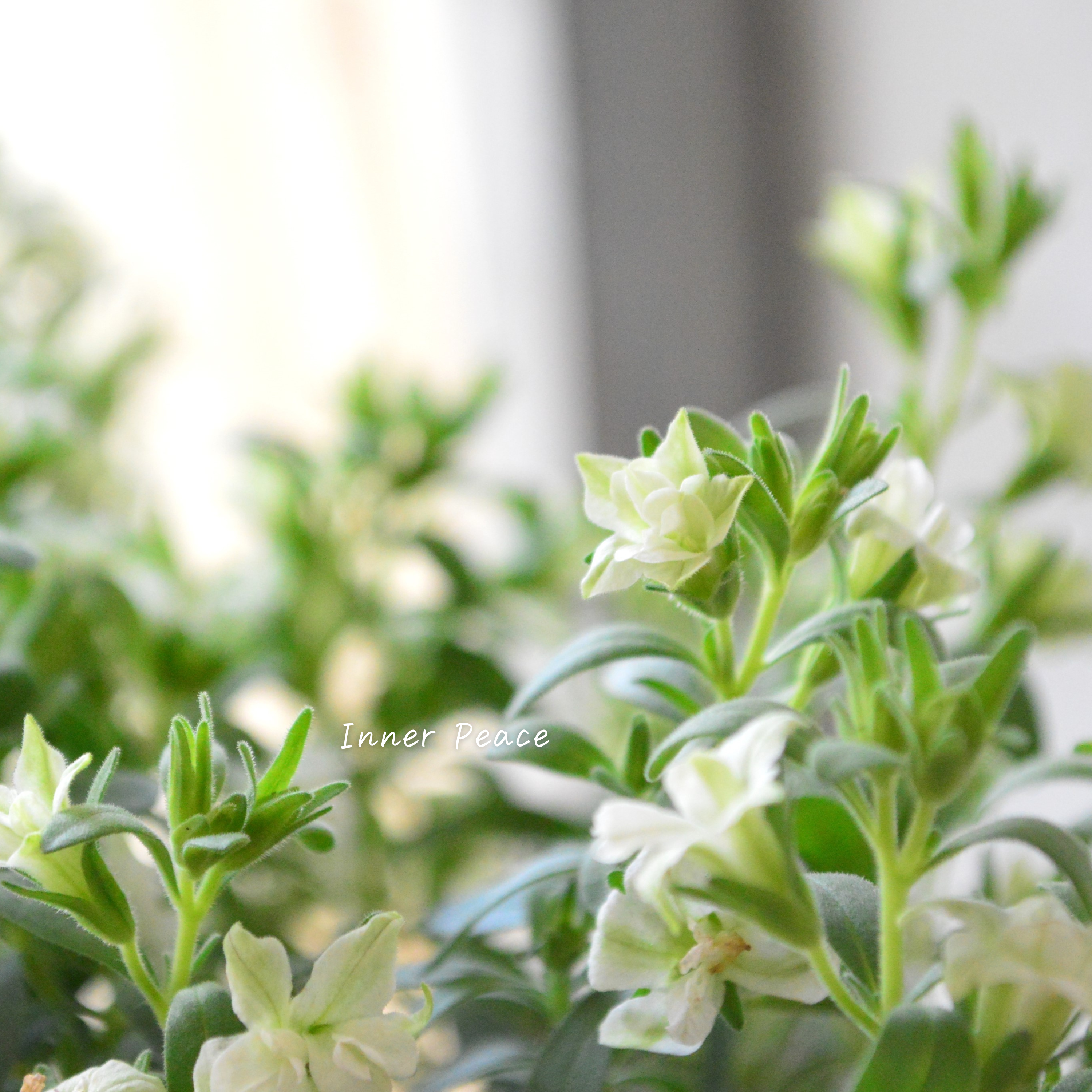 【ナラフラさん】 八重咲きカリブラコア 『グリーン』 3寸ロングPOT