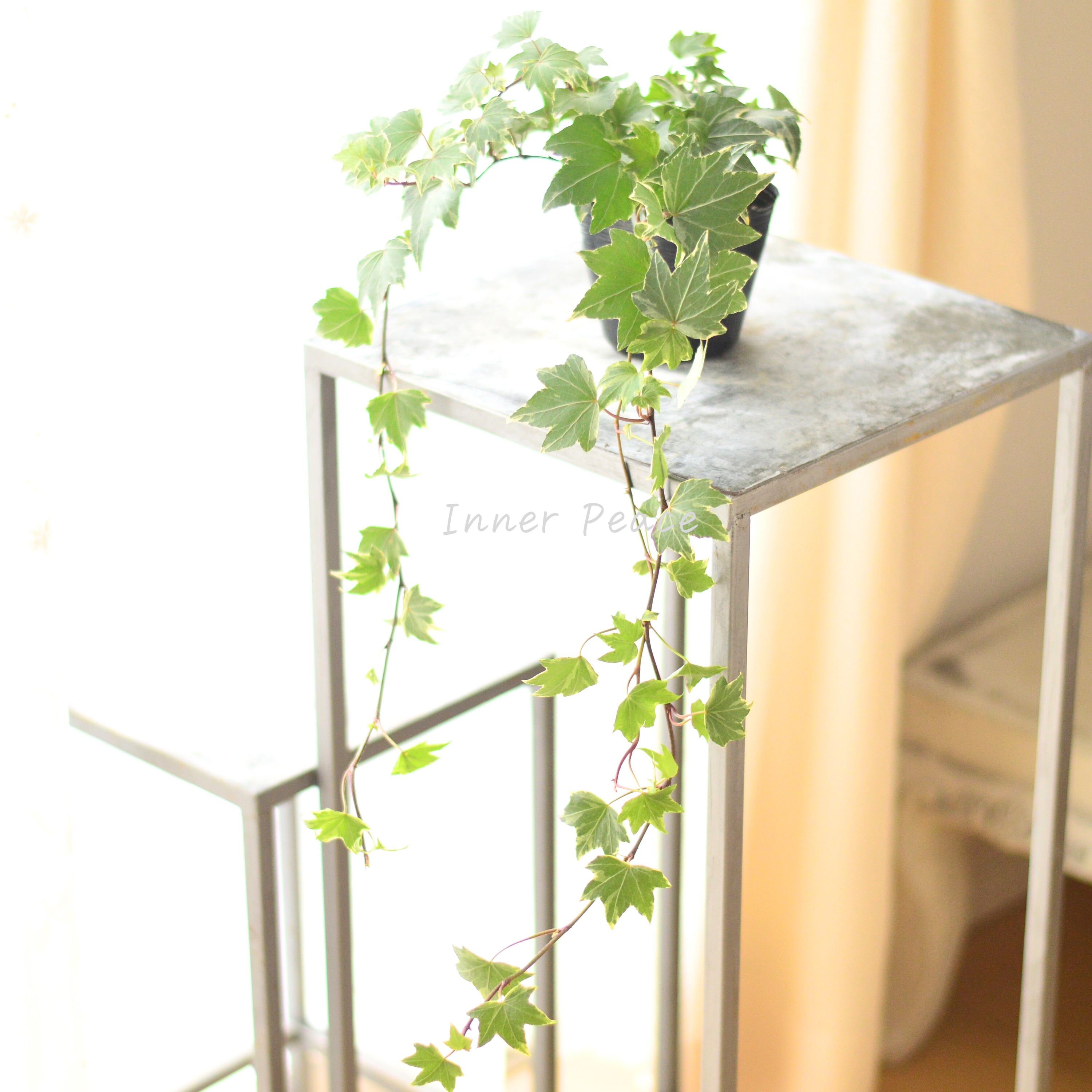 【寄せ植えに】 ヘデラ ヘリックス 『ホワイトリップル』 3寸POT