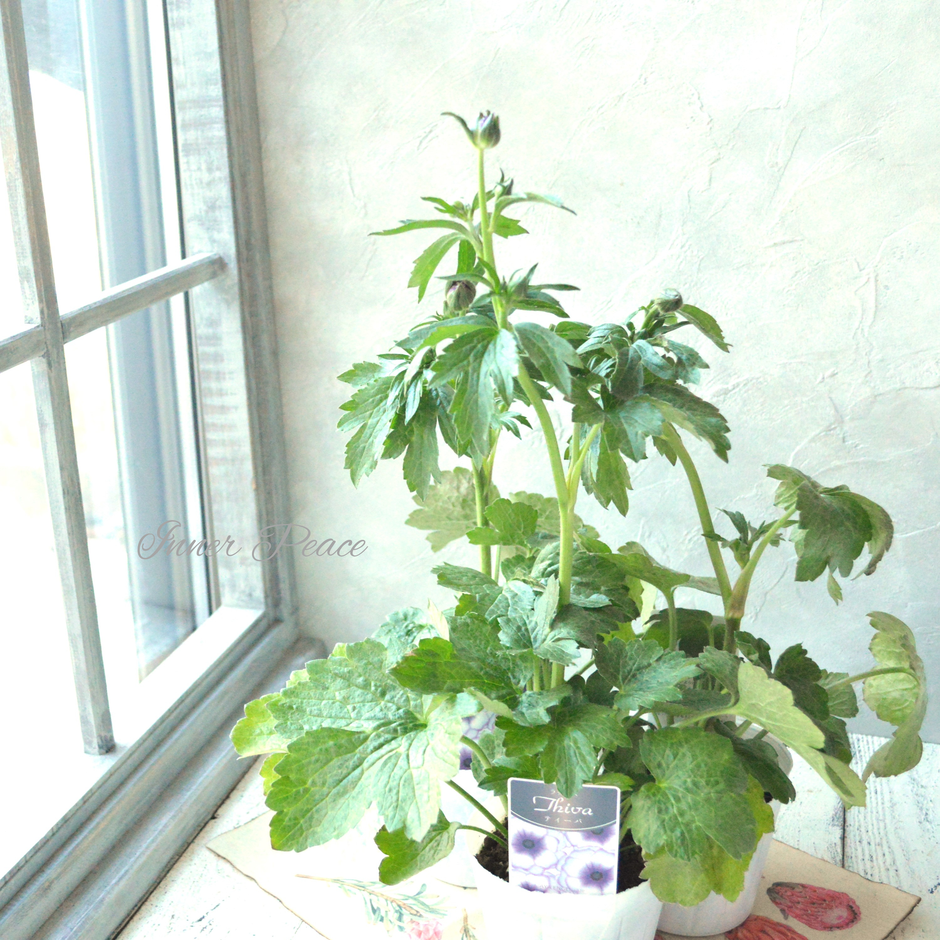 【美しい】 ラナンキュラス・ラックス 『ティーバ』 3.5寸POT