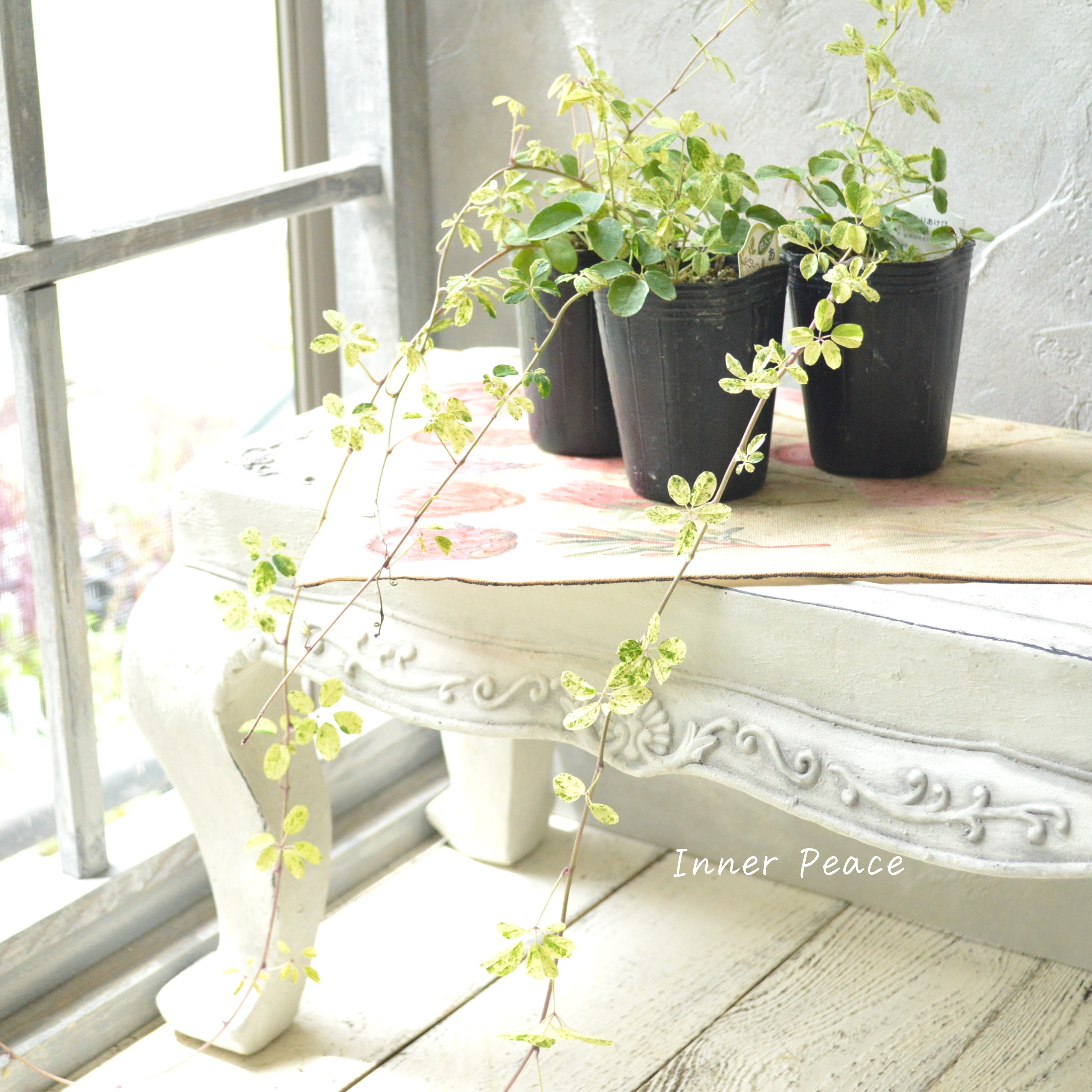 【斑入り】 五葉アケビ 2.5寸POT