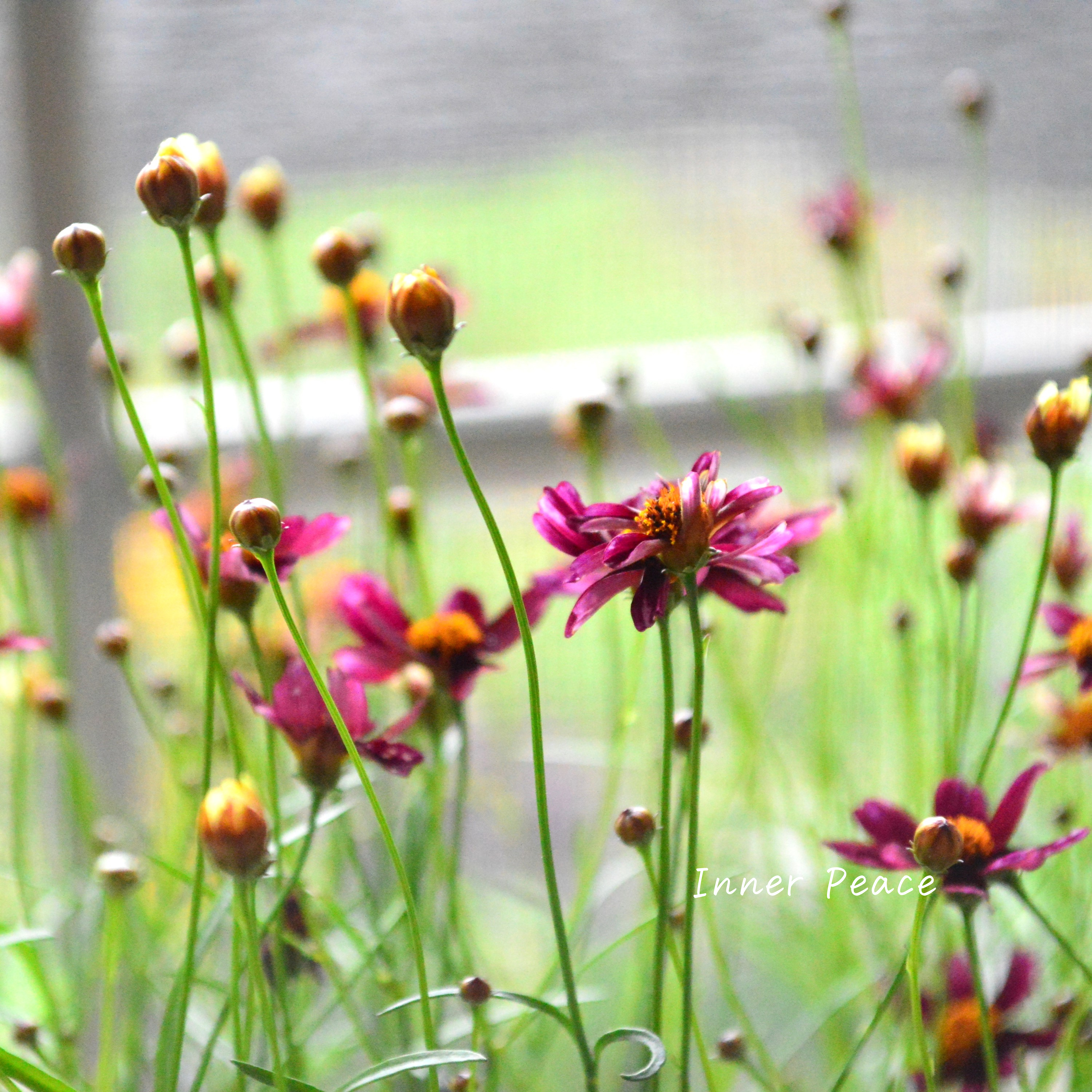 【アンティーク色】コレオプシス『ウリドリーム・ルージュ』 3寸POT