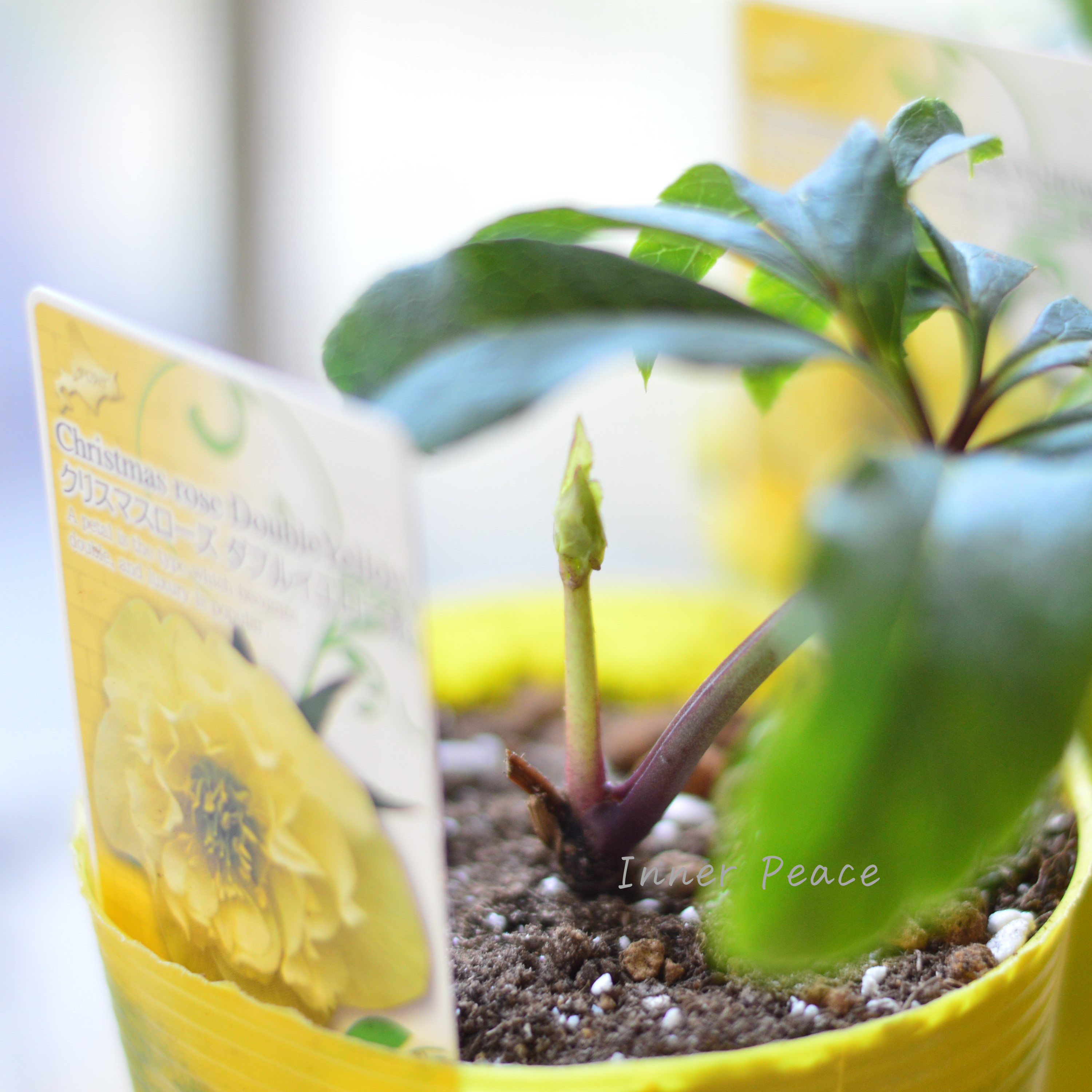 【八重咲き】 クリスマスローズ 『ダブルイエロー系』 3.5寸ロングPOT