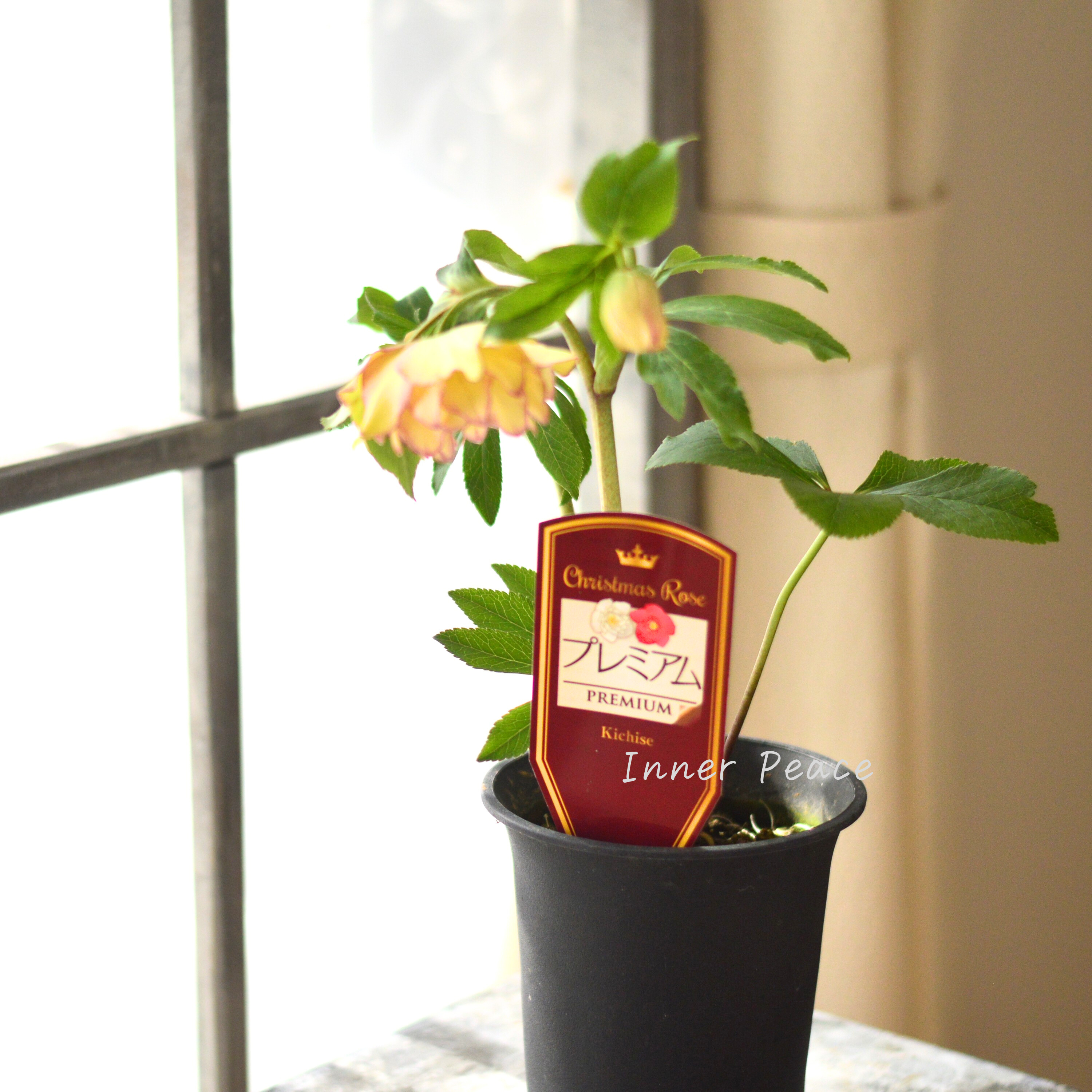 【希少】 吉瀬園芸さんのクリスマスローズ 『プレミアム・ダブル D』 4寸鉢