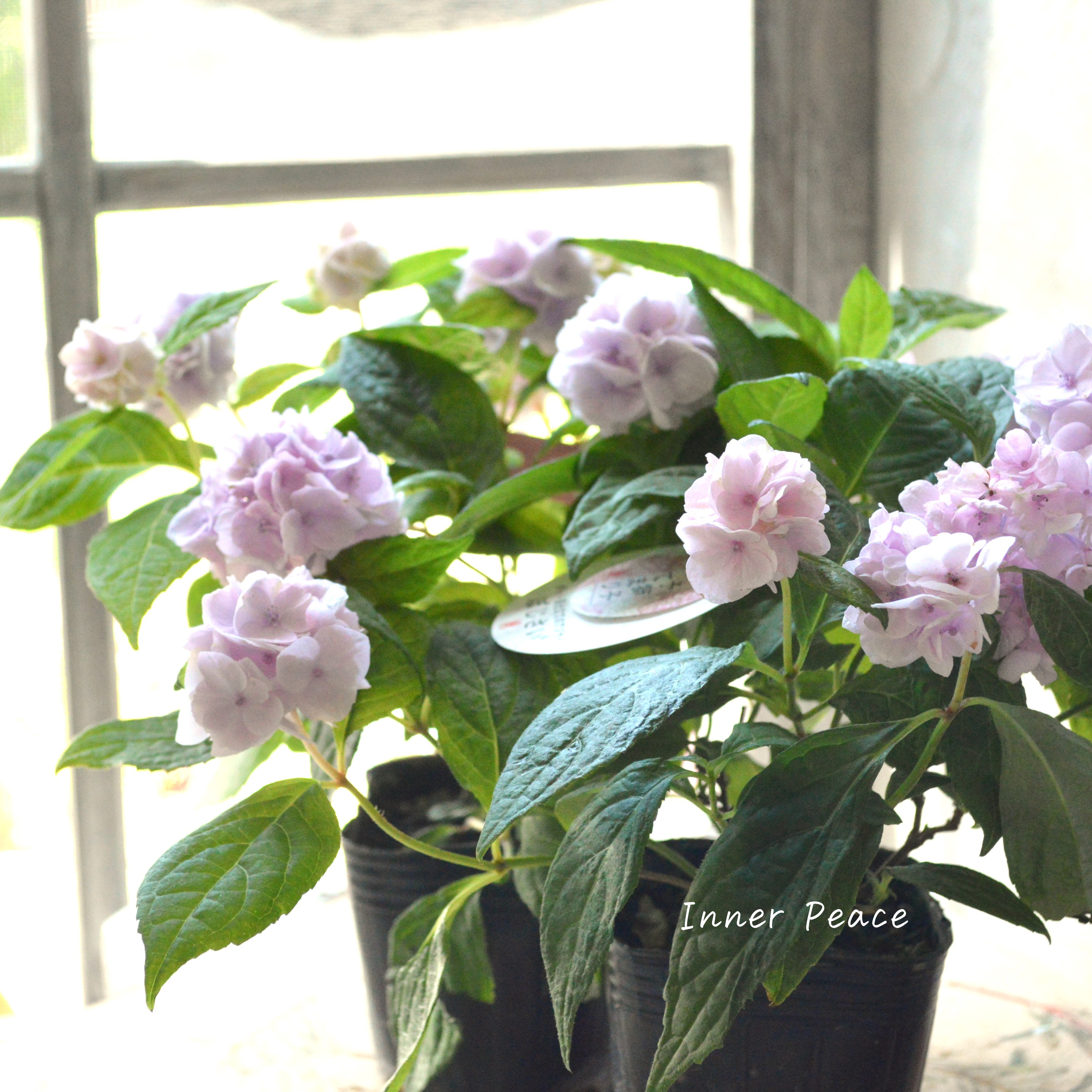 【吉岡麗子さん】 紫陽花 (ぽじさい) 『伊予獅子てまり』 3号POT