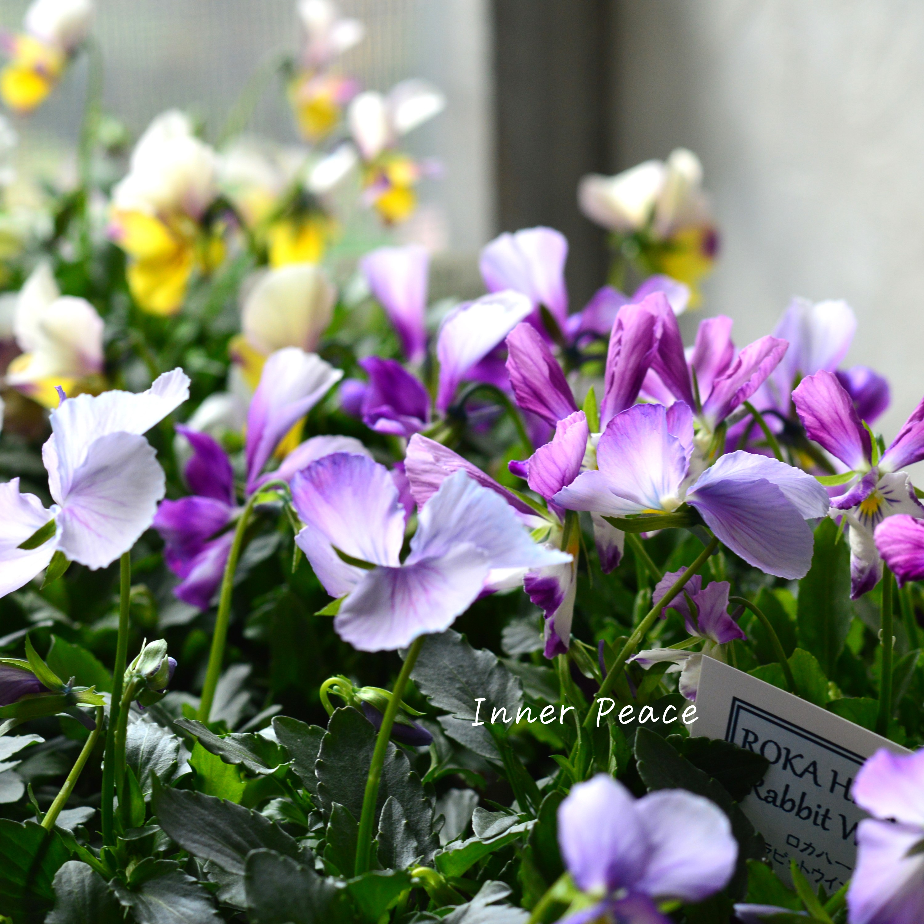 【美しい】 ビオラ ロカハーツ 『ラビットウイングス』 3.5寸POT