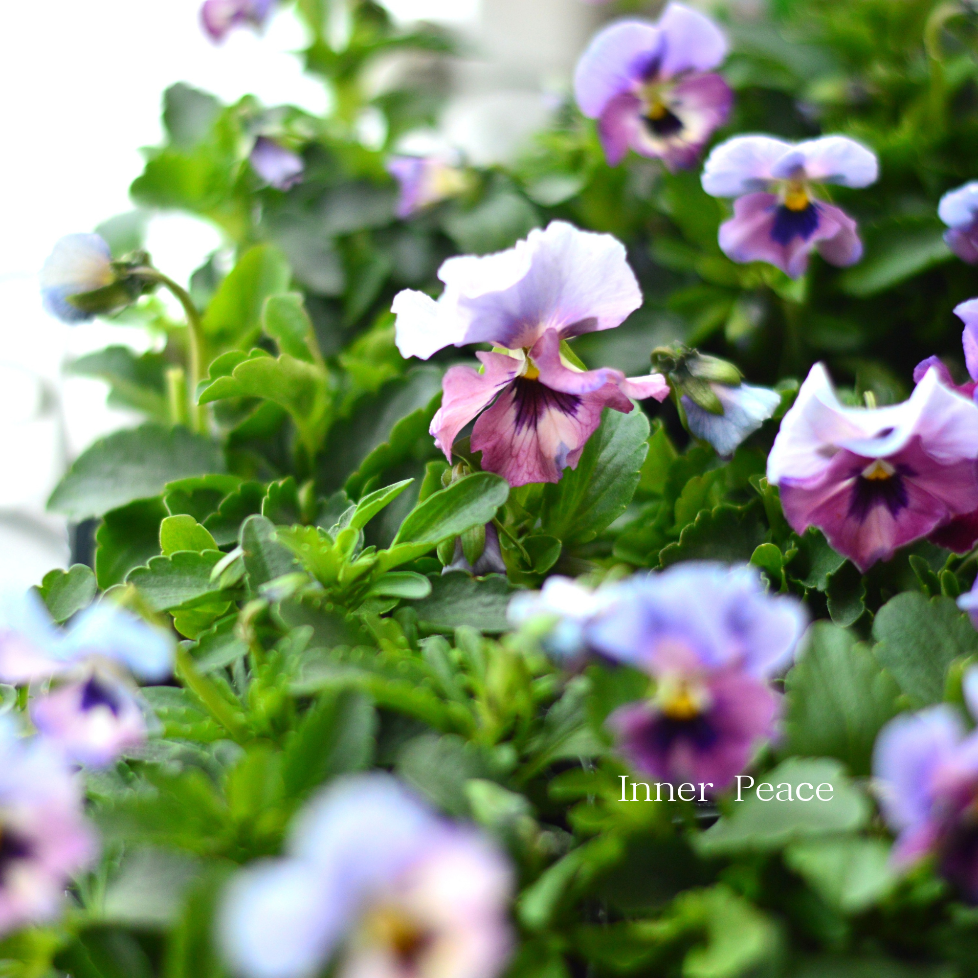 【見元園芸さん】 ビオラ 『ふわふわ金魚ちゃん』 3寸POT