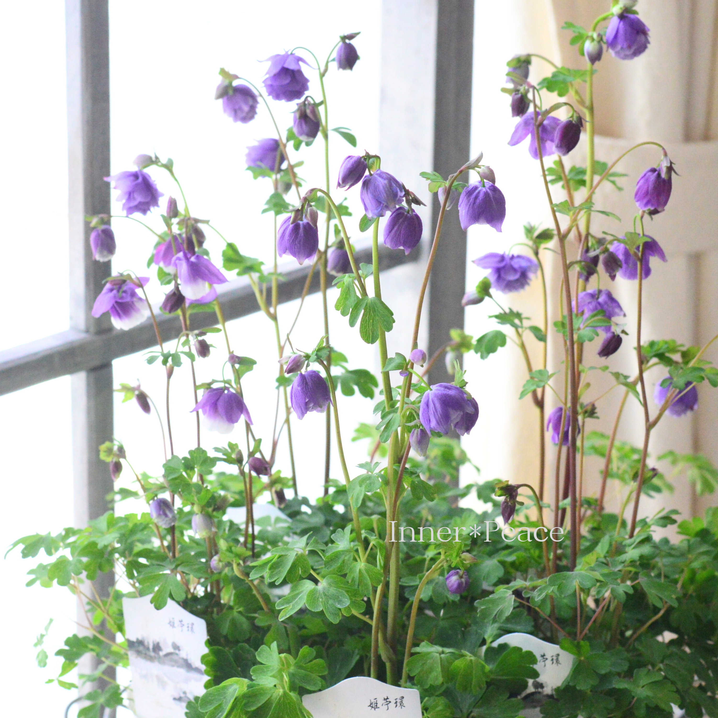 【松原園芸さん】 風鈴オダマキ 『八重ブルー』 3寸ロングPOT