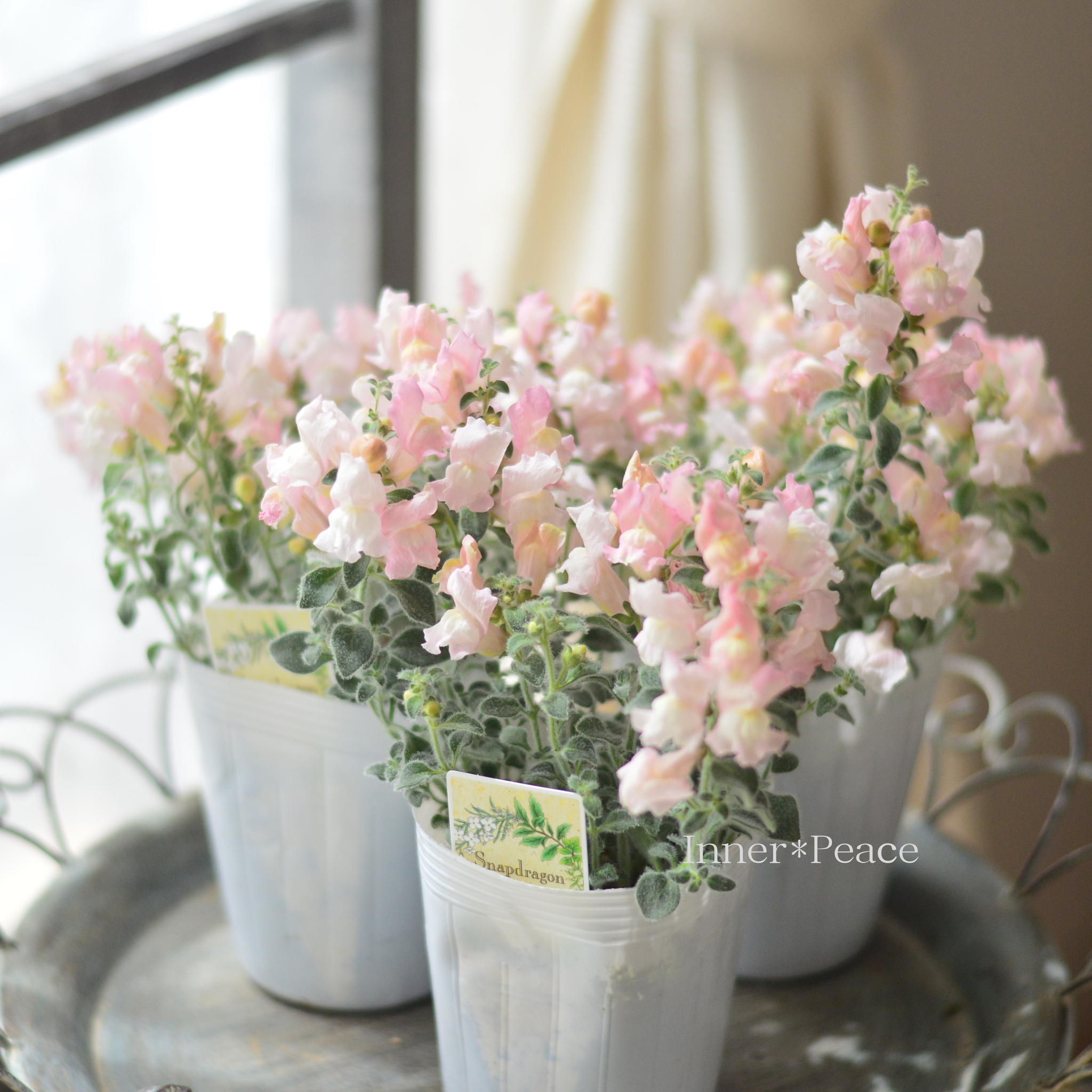 【花苗セット】銀葉宿根金魚草 シルバーライトピンク & スイートピンク 花苗セット】銀葉宿根金魚草 シルバーライトピンク & スイートピンク