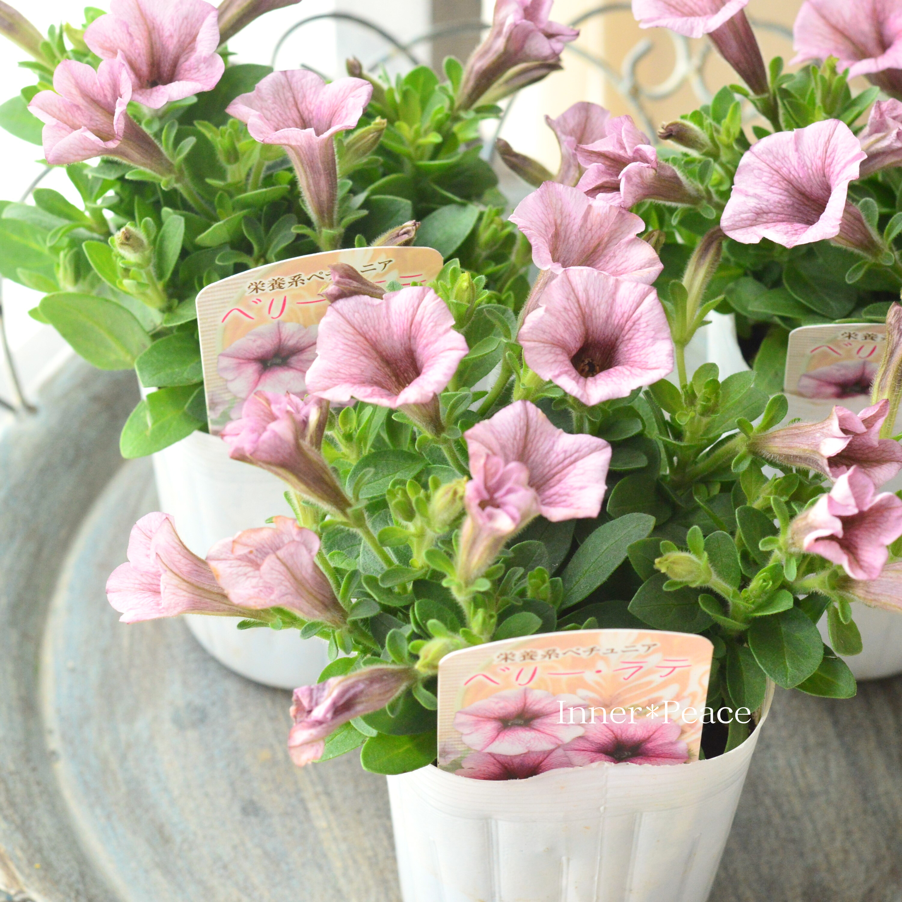 【花日和さんオリジナル】 ペチュニア 『ベリーラテ』 3寸ロングPOT