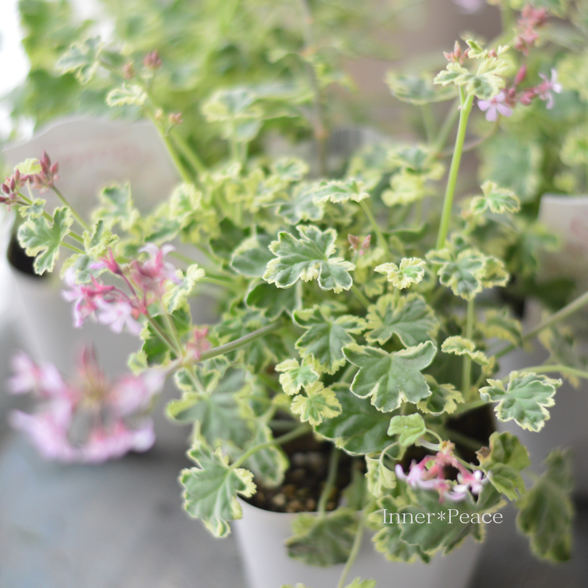 【斑入り】 ナツメグゼラニウム 『コロン』 3.5寸POT