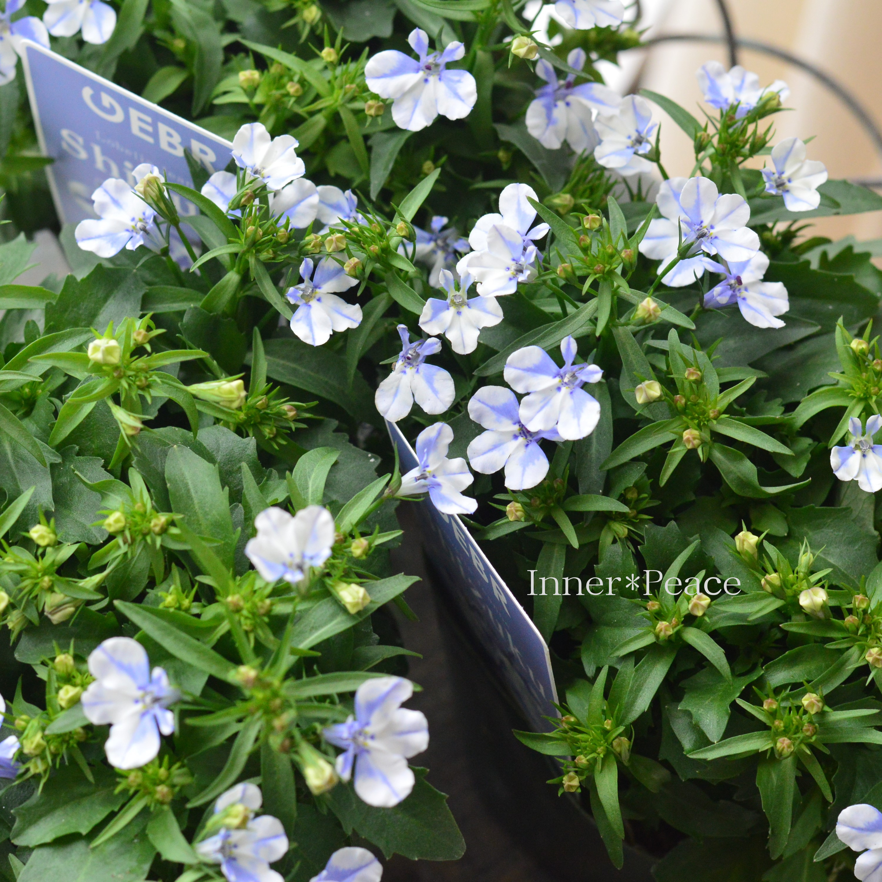 【ゲブラさん】 ロベリア 『シズク』 3.5寸POT