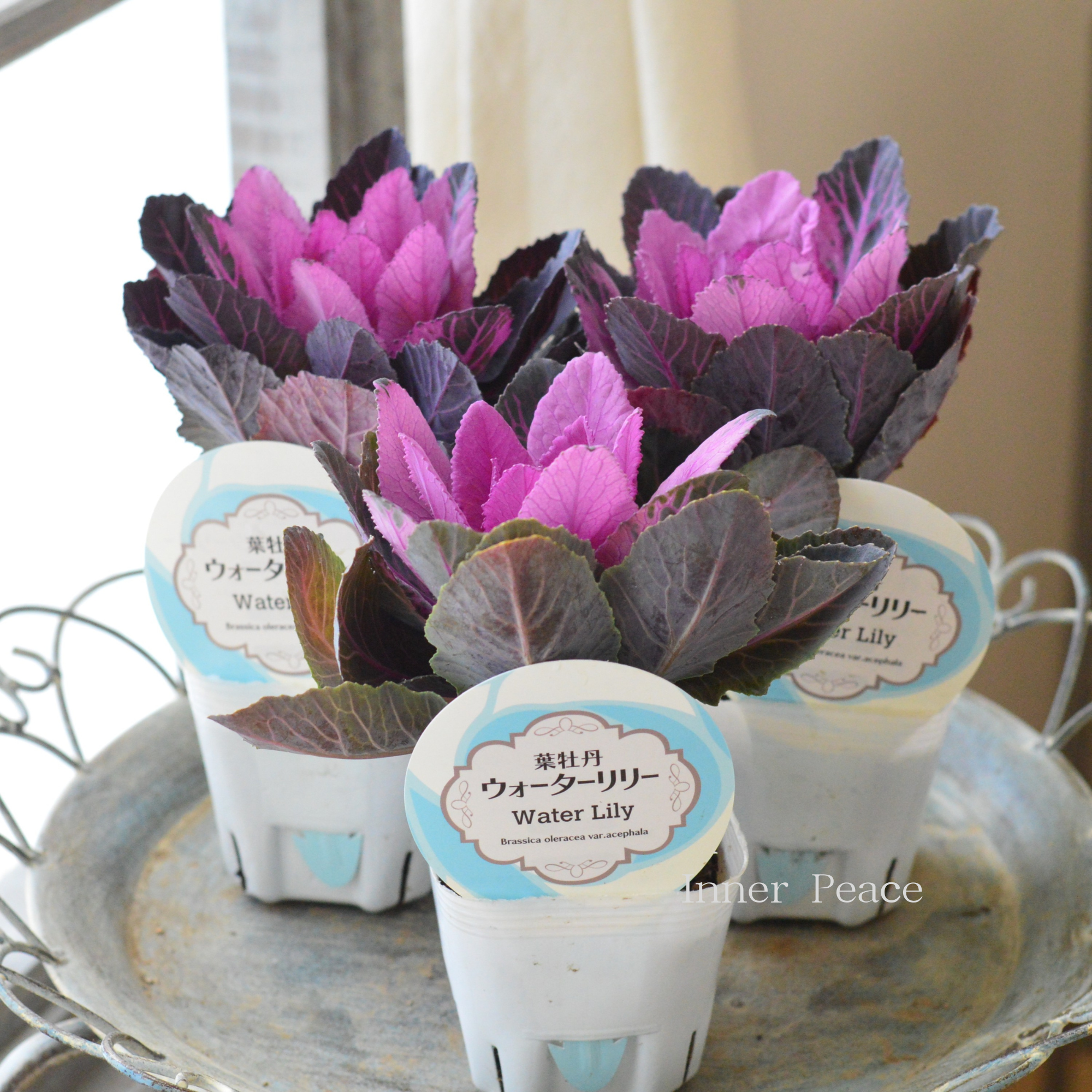 【美しい】 葉牡丹 『ウォーターリリー・赤』 3寸POT