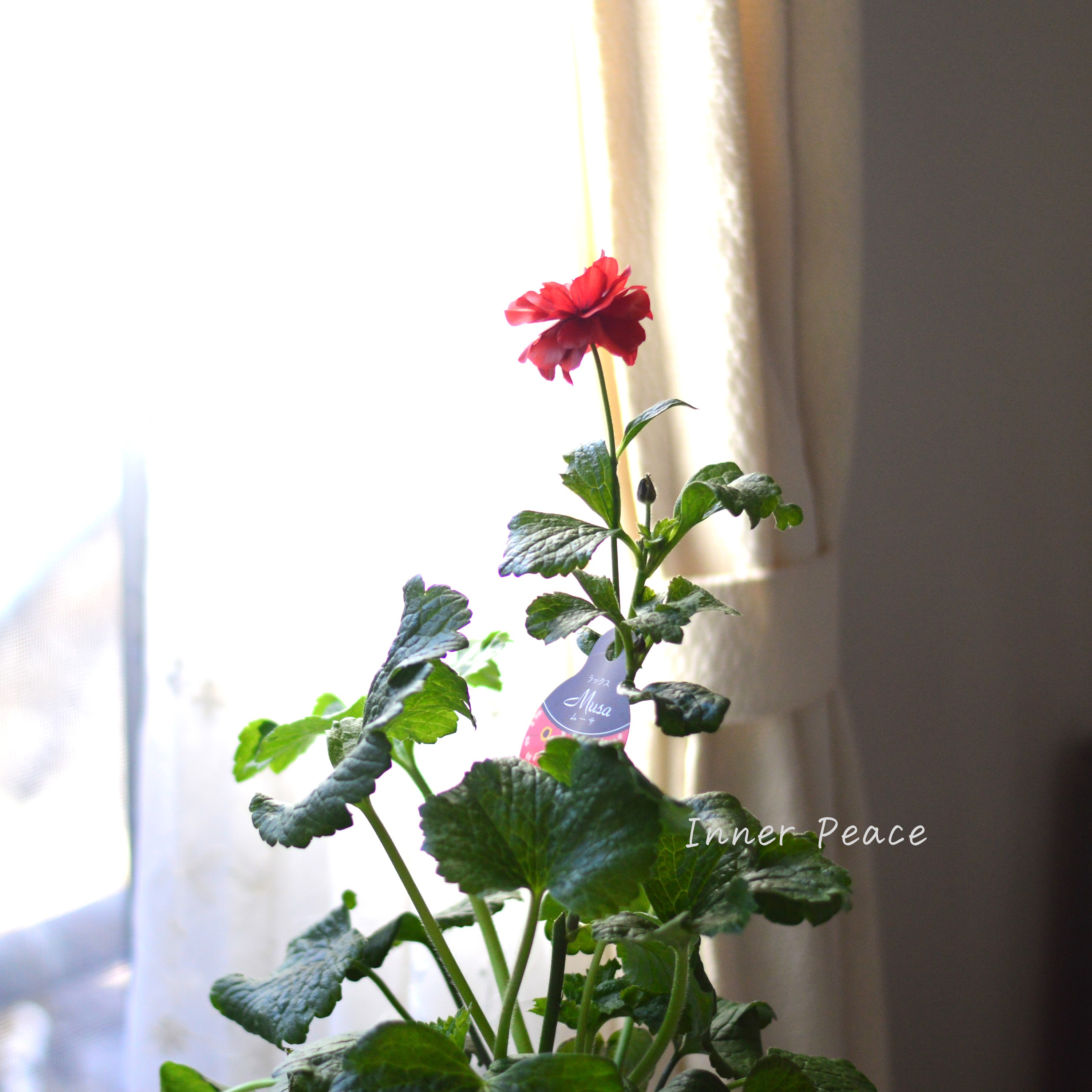 【美しい】 ラナンキュラス・ラックス 『ムーサ』 3.5寸ロングPOT