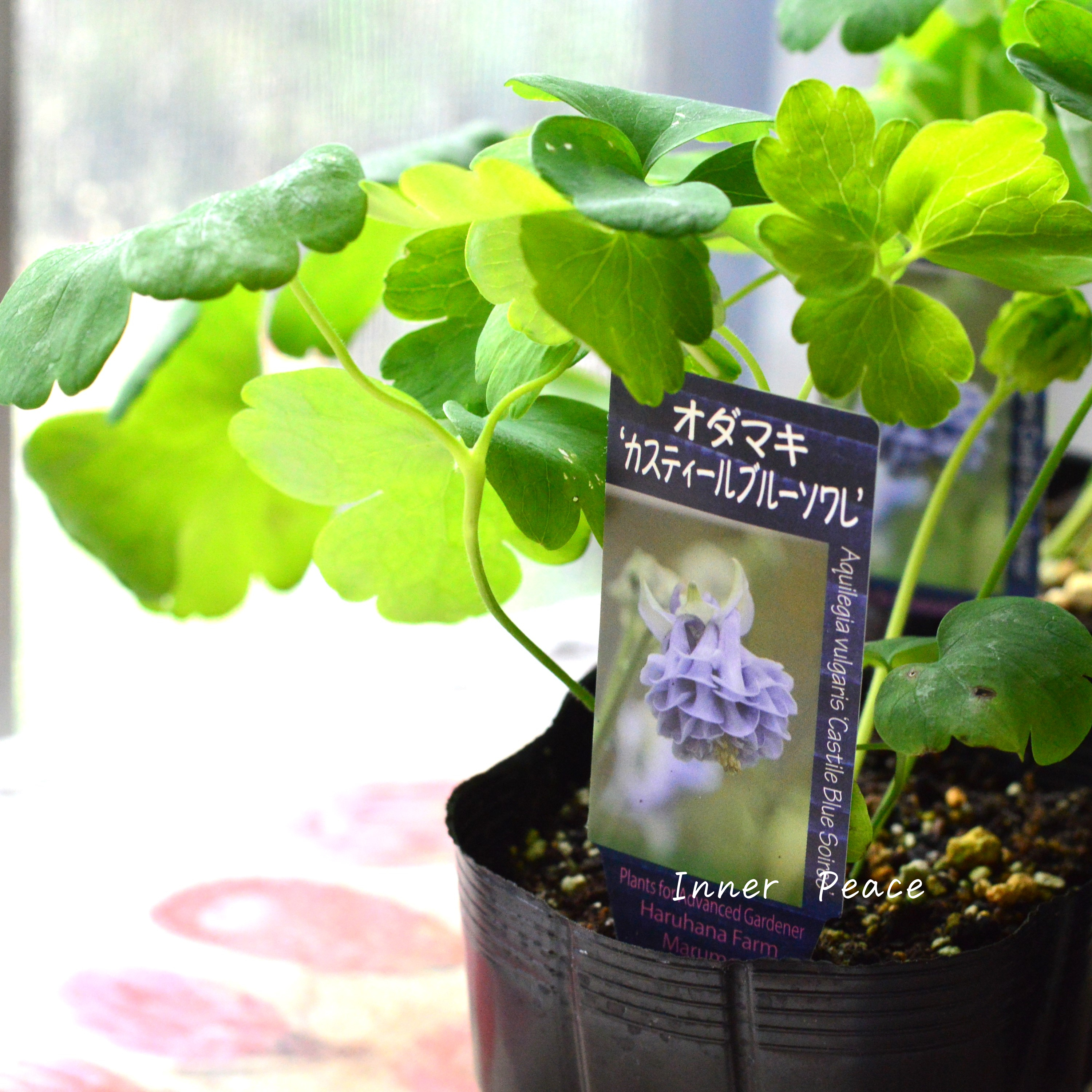 【希少】 八重咲きオダマキ 『カスティールブルー ソワレ』 3.5寸POT