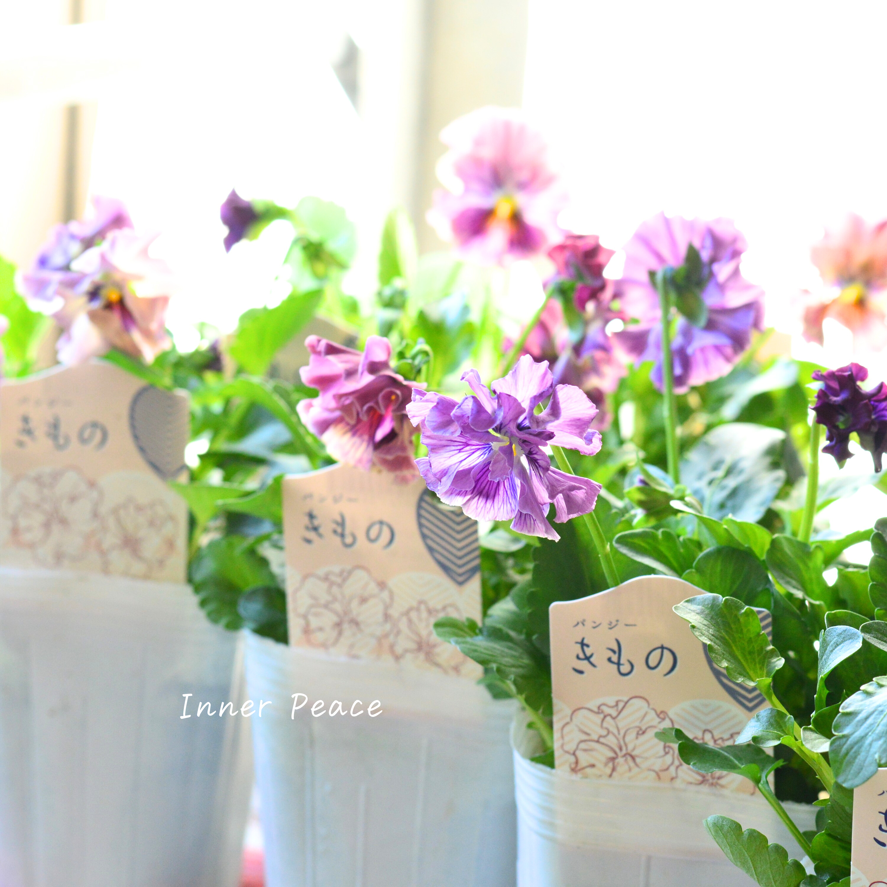 【美しい】 パンジー 『きもの』 3.5寸POT