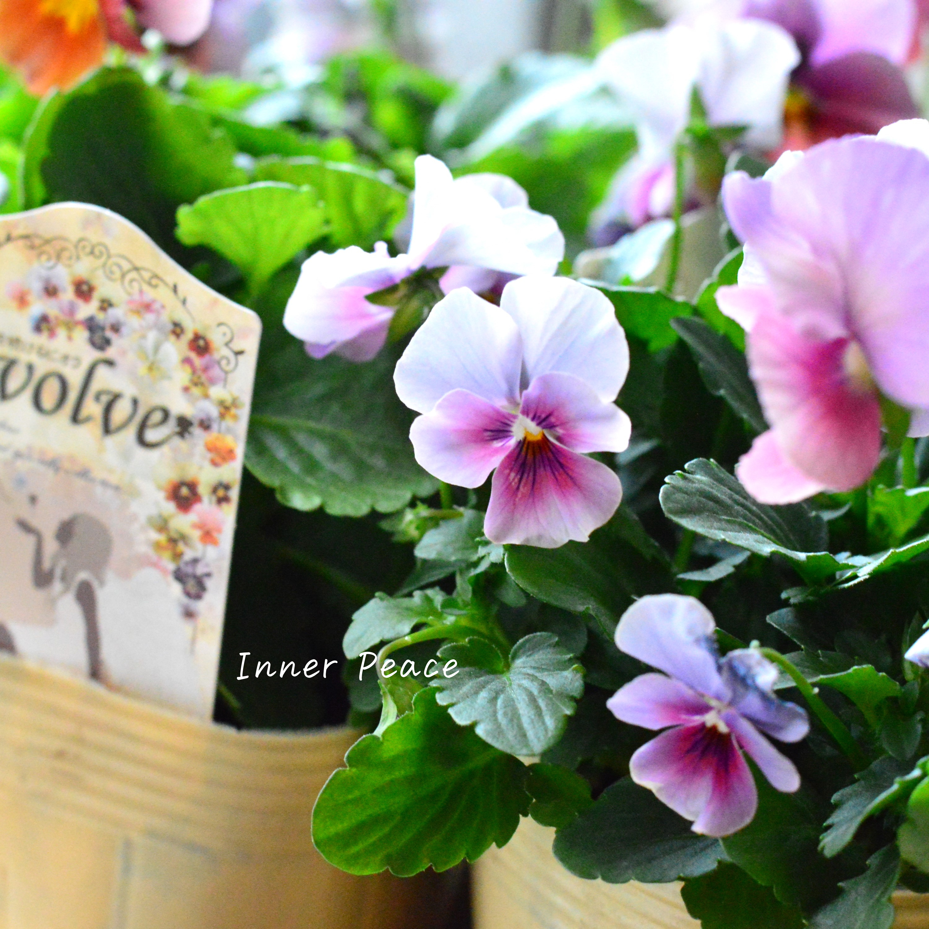 【美しい】 ビオラ 『evolve ~エボルベ~』 3.5寸POT