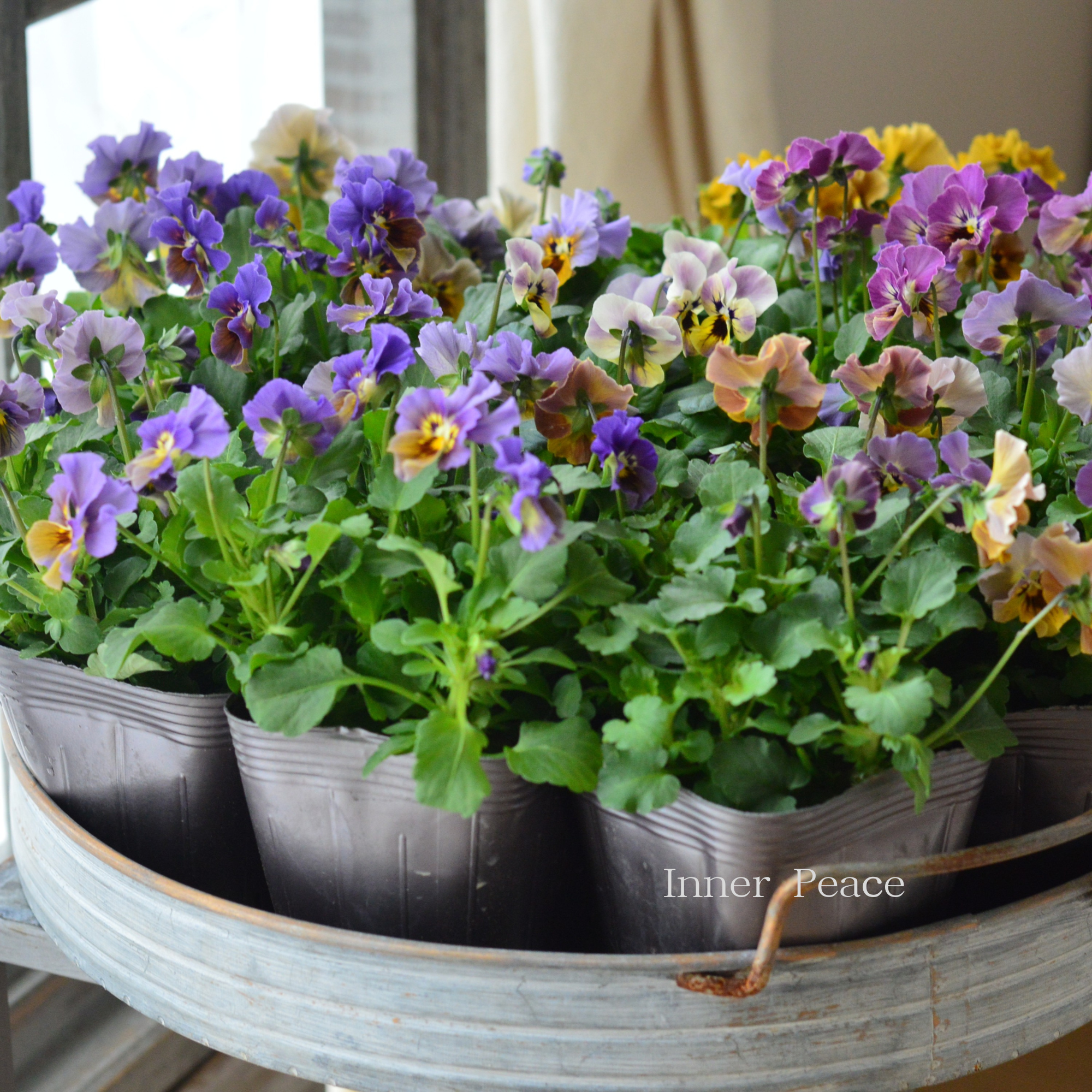 【tef*tef*さんオリジナルビオラ】 スモーキーヴェール・MIX 3.5寸POT