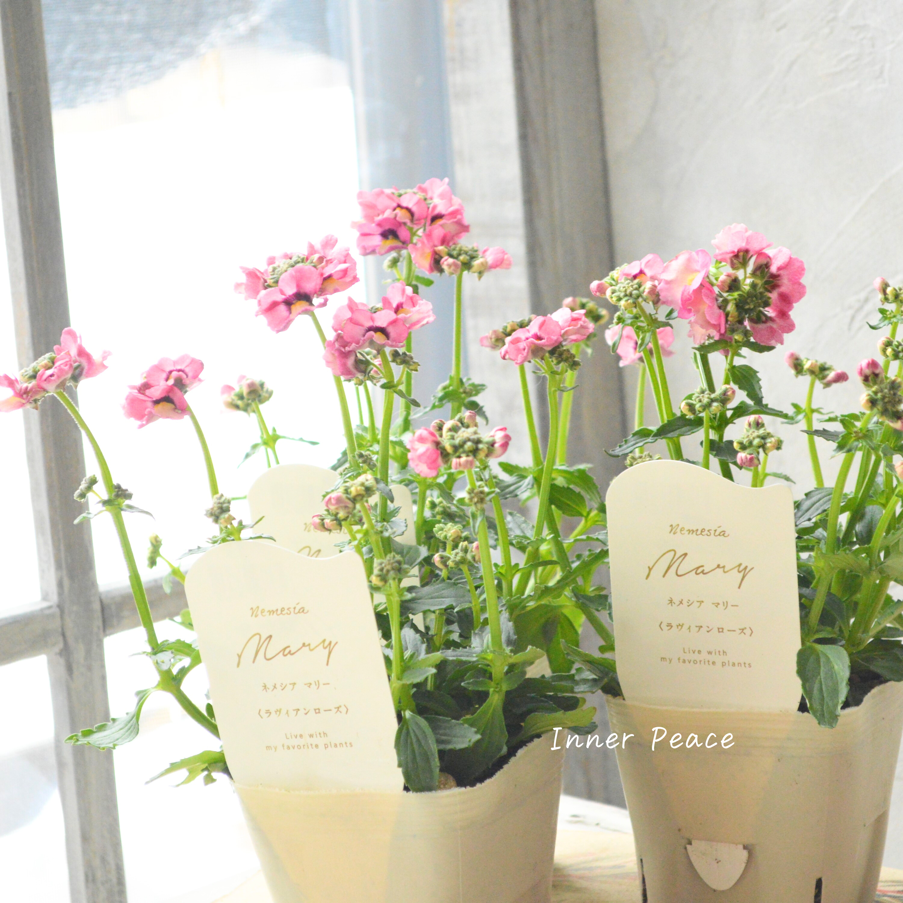 【花芳さん】 ネメシア 『マリー・ラヴィアンローズ』 3.5寸POT