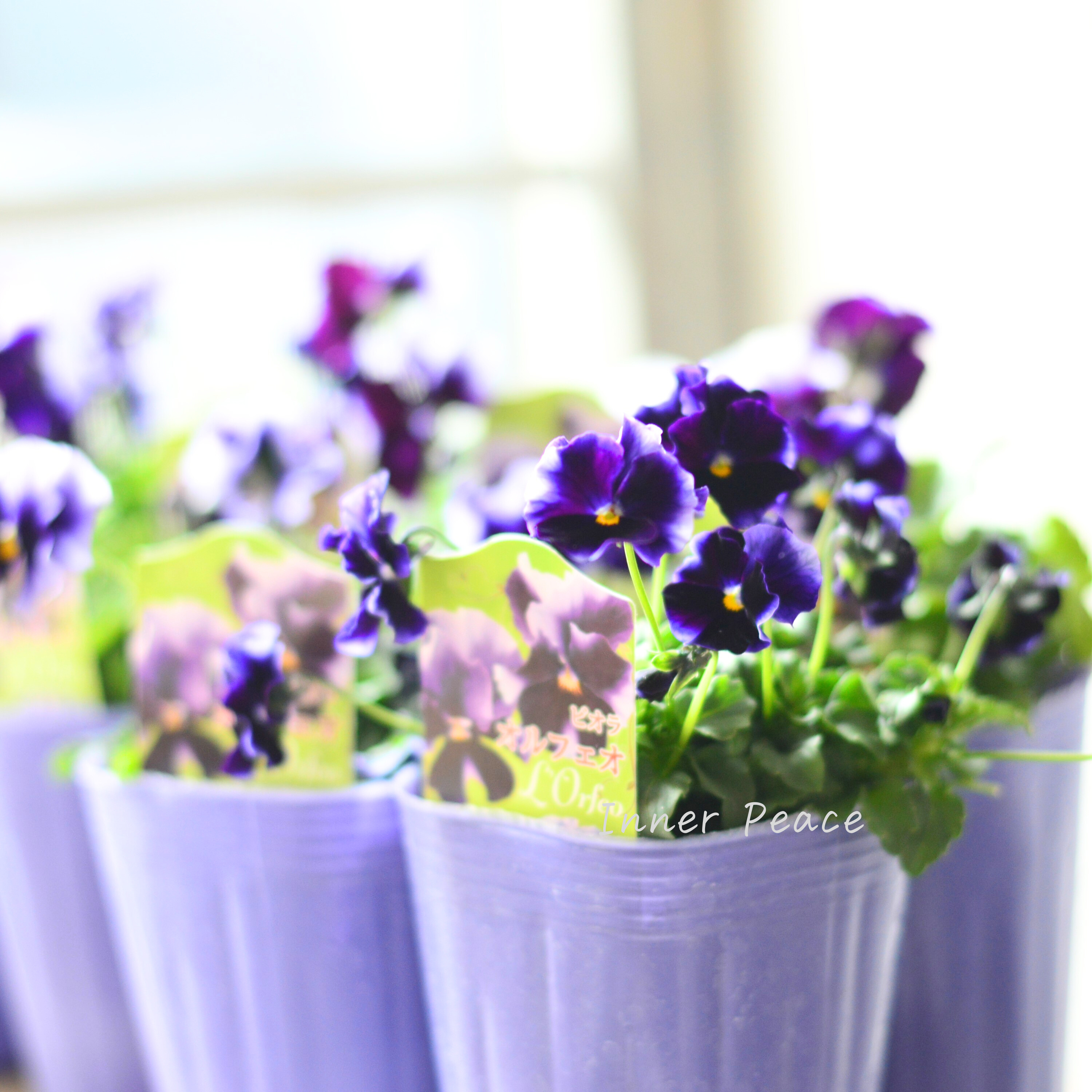 【花夢園芸さん】 ビオラ 『オルフェオ』 3寸ロングPOT