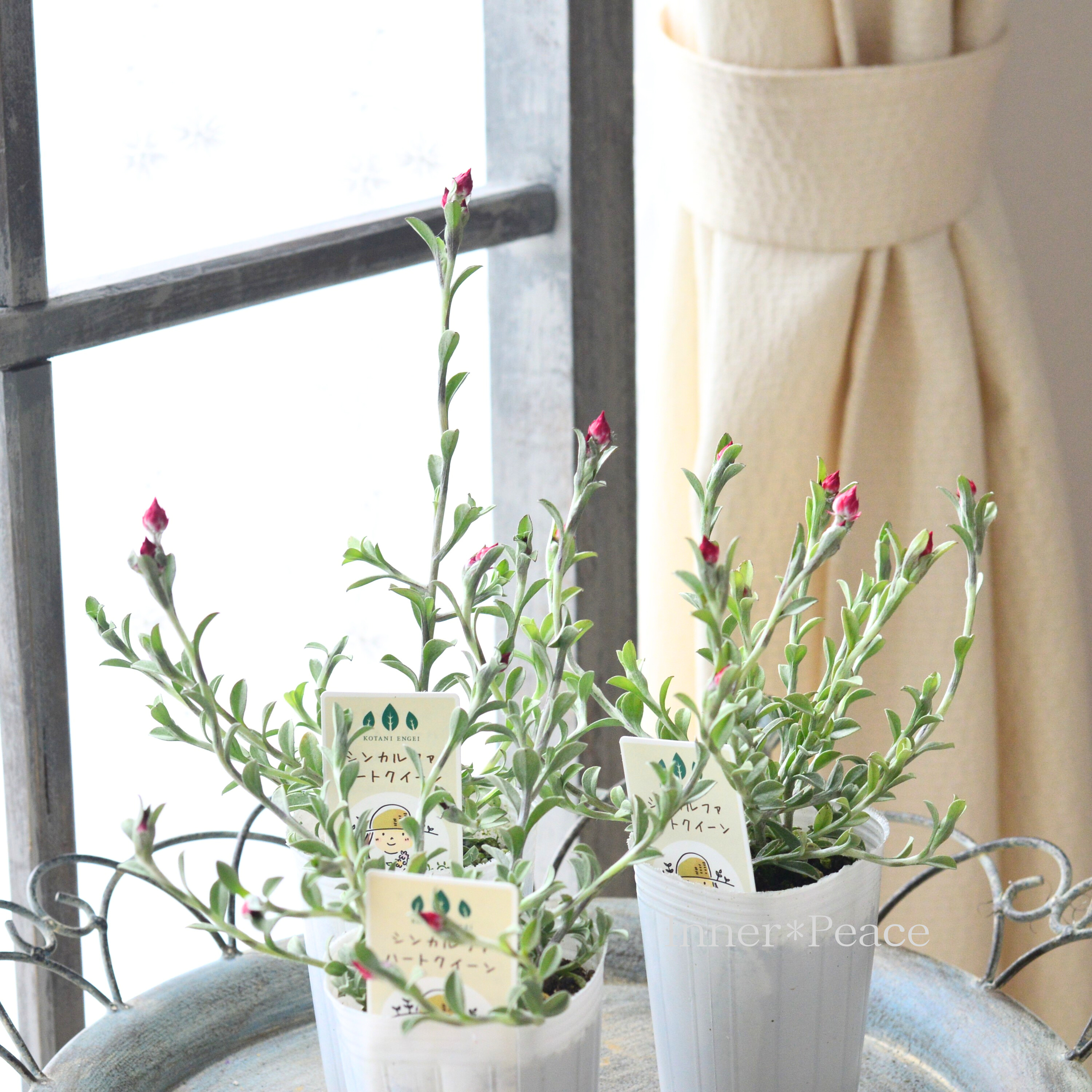 【カサカサしたお花】 シンカルファ 『ハートクイーン』 2.5寸ロングPOT