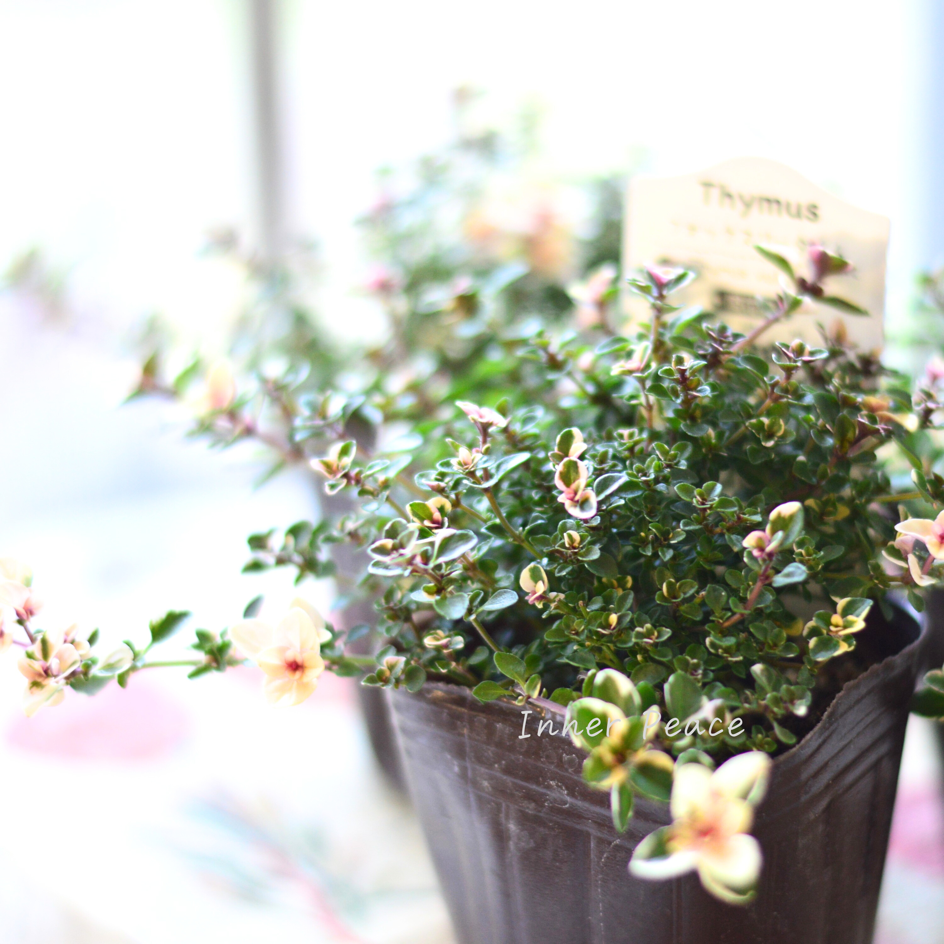 【寄せ植えに】 フォックスリータイム 2.5寸~3寸POT