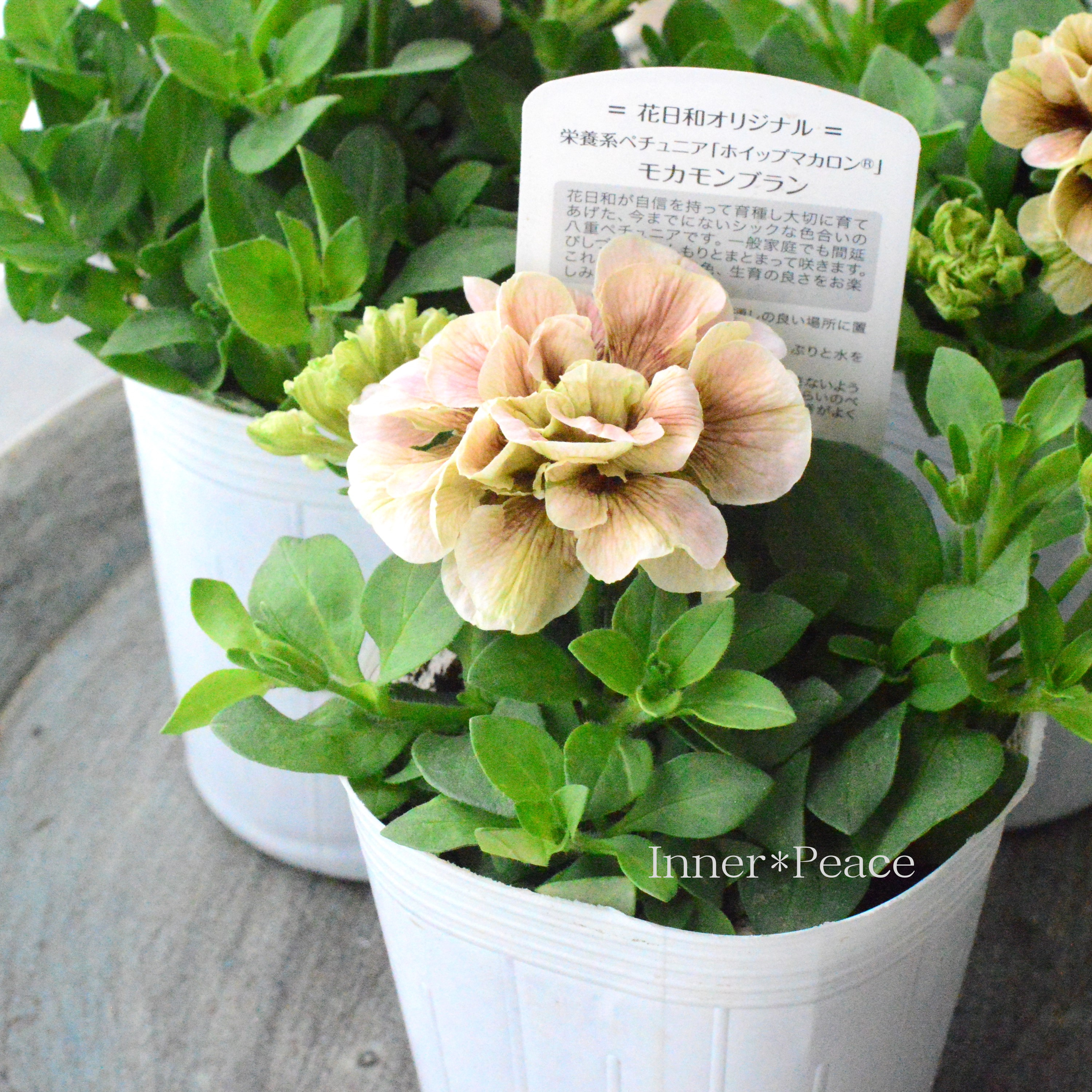 【花日和さんオリジナル】 ペチュニア 『ホイップマカロン・モカモンブラン』 3寸ロングPOT